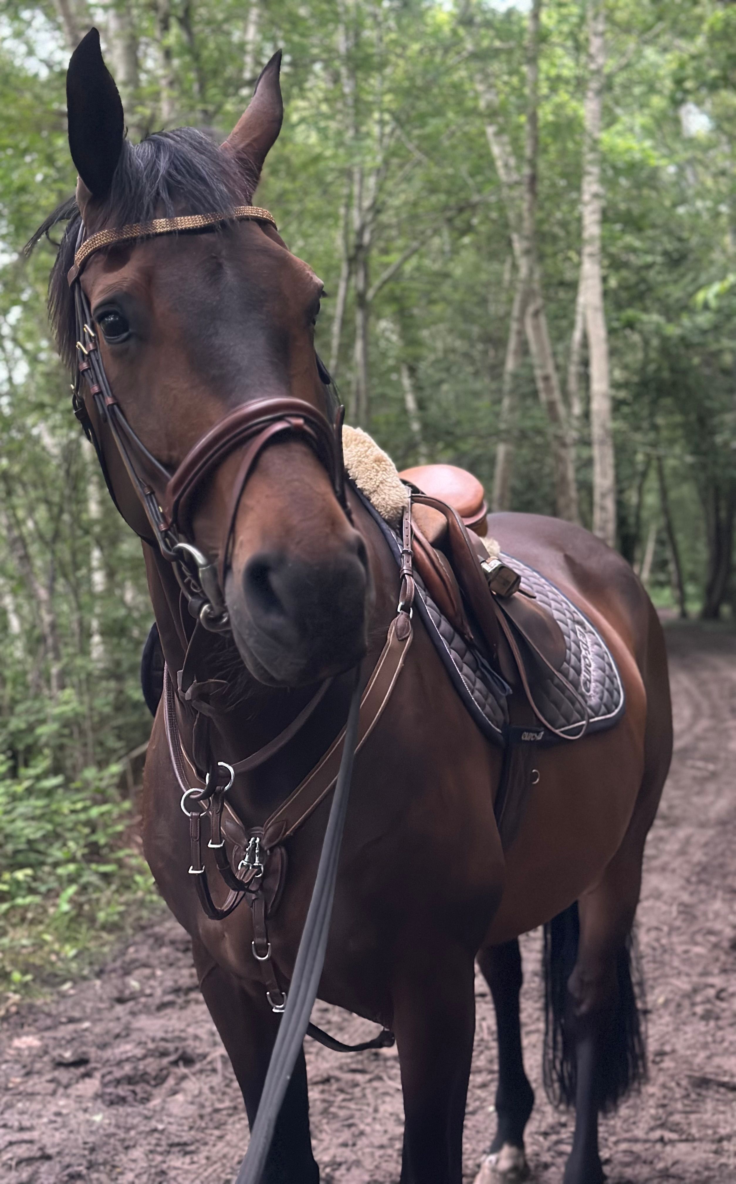 Fijne allrounder 