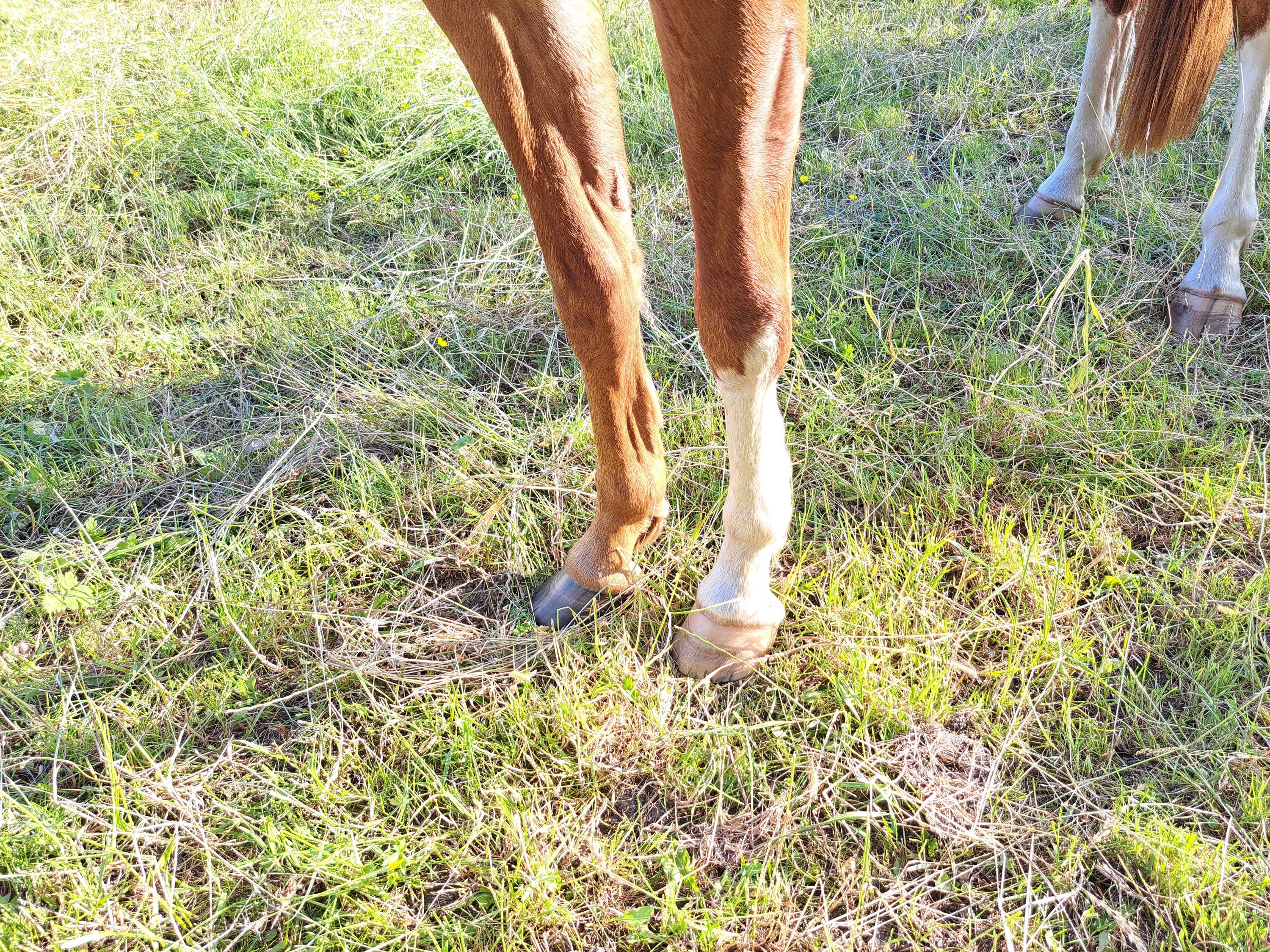 bwp dressuurpaard ruin 3 år vos till salu - Foto 3