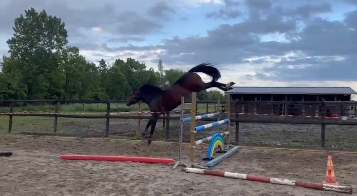 bwp springpaard ruin 4 years old donkerbruin for sale - Photo 3