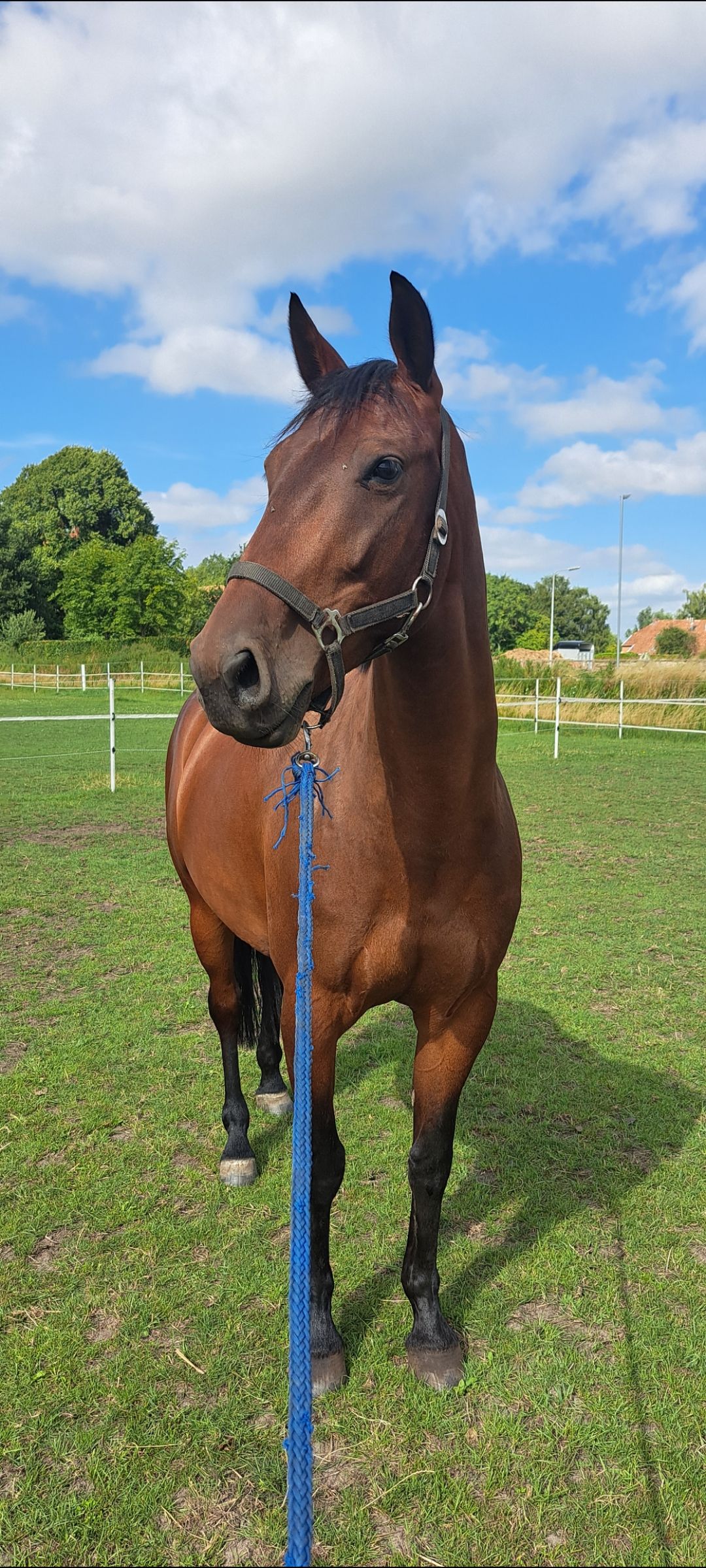 5-year-old showjumping mare Kordon Vdl
