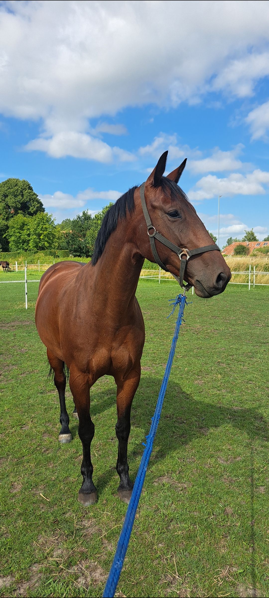 kwpn springpaard merrie 5 years old bruin for sale - Photo 2