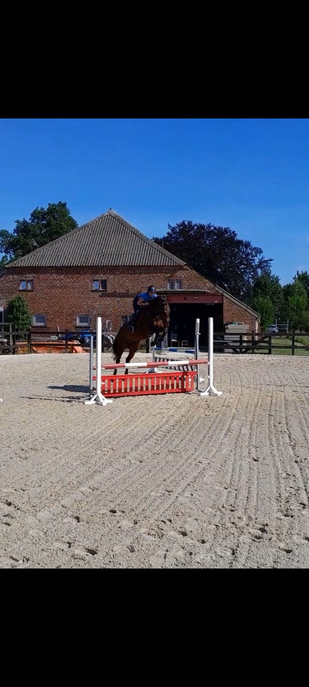 kwpn springpaard merrie 5 years old bruin for sale - Photo 3