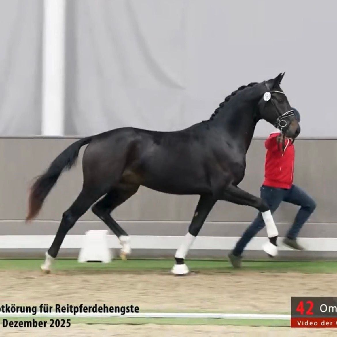 kwpn dressuurpaard ruin 3 years old zwart for sale - Photo 2