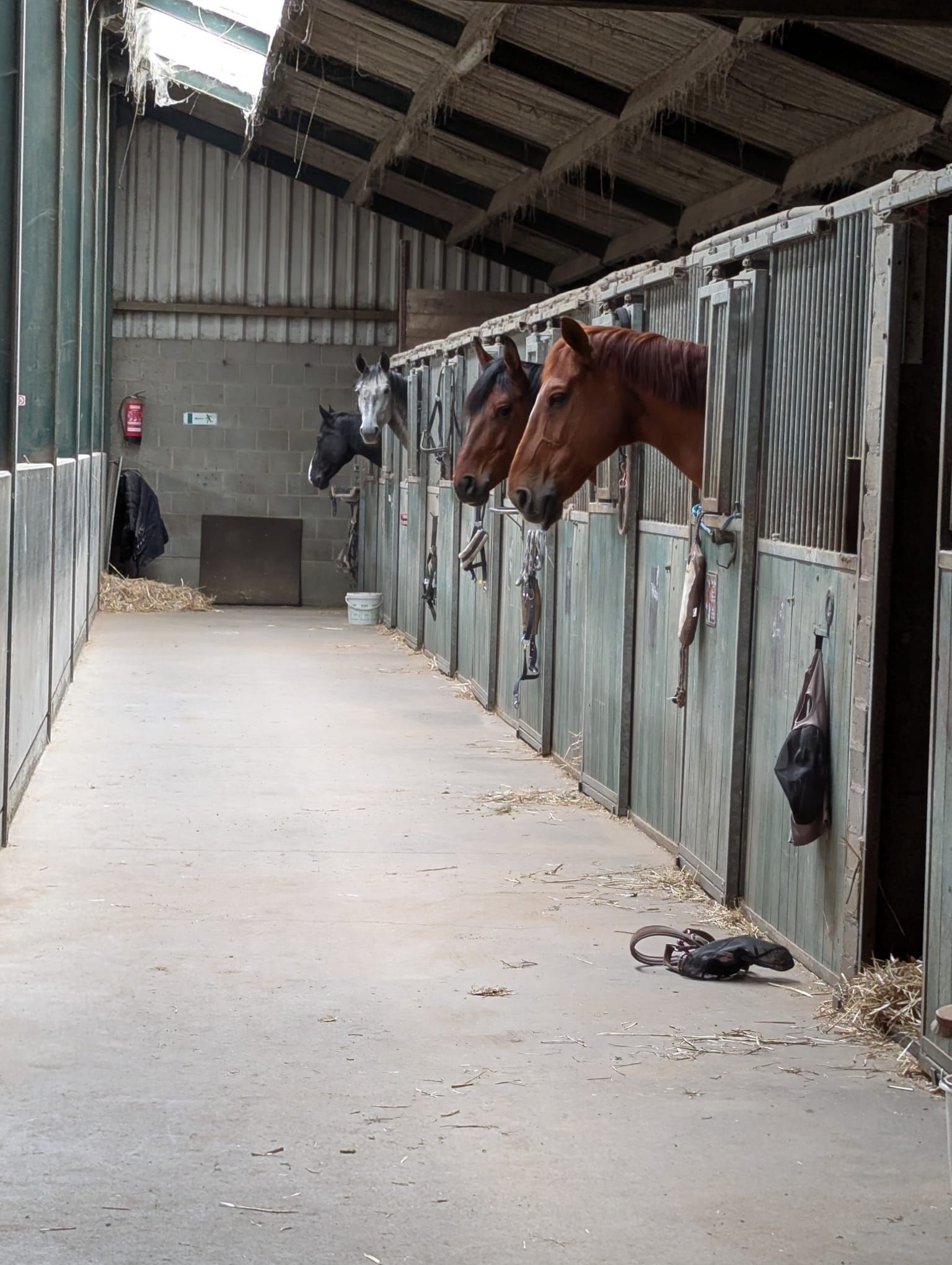 Exclusive stable aisle with up to 10 boxes for lease – professional equestrian facility in South Limburg - Photo 2