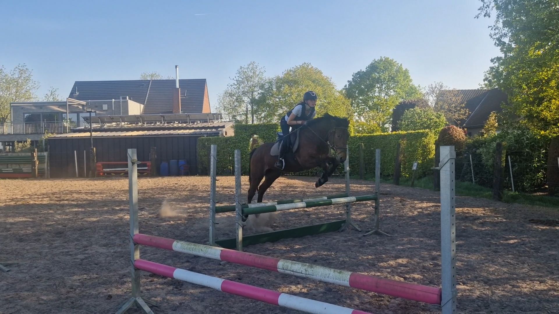 connemara allround-pony ruin 4 years old donkerbruin for sale - Photo 5