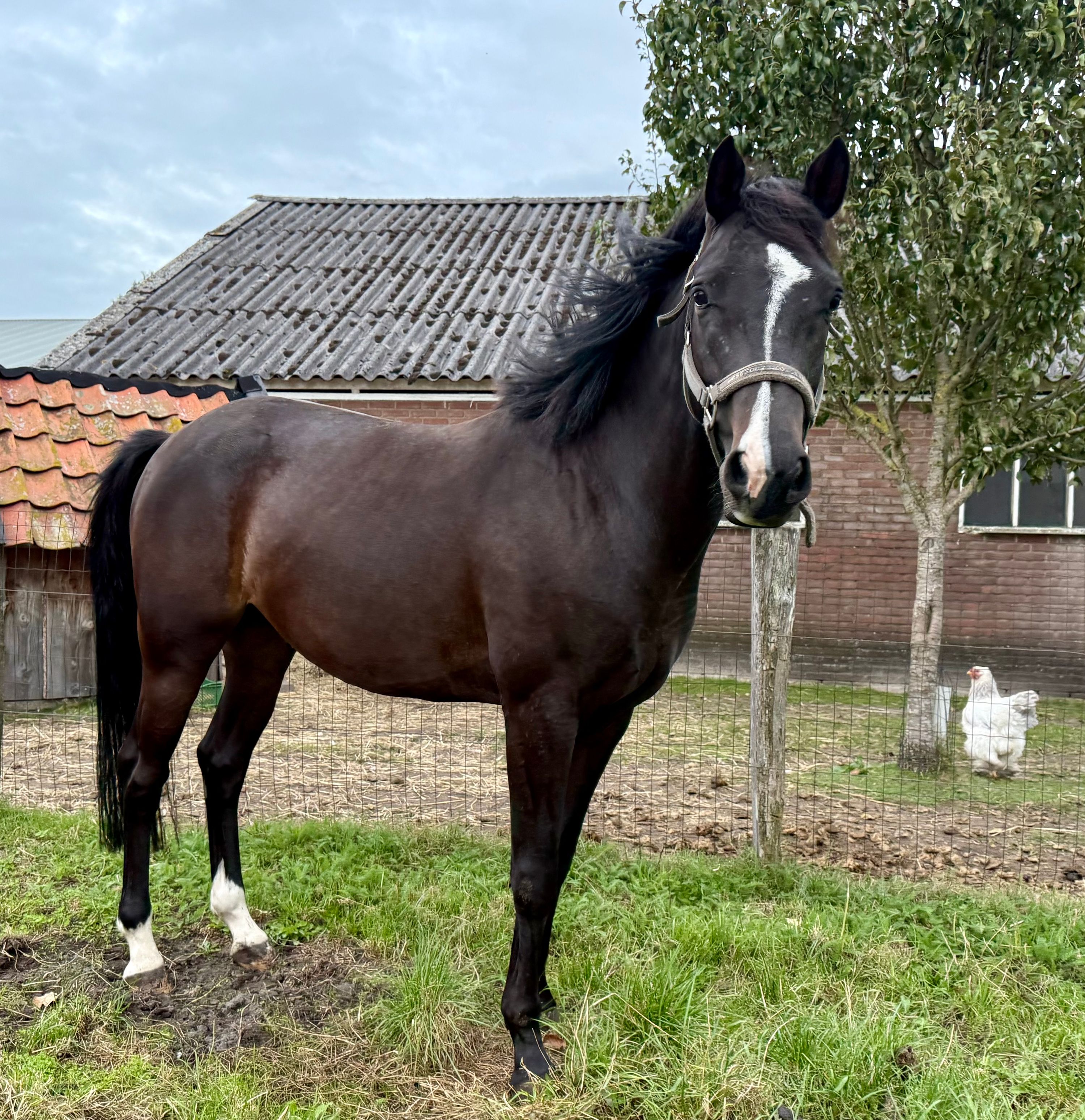 nrps allround-pony ruin 4 Jahre alt donkerbruin zu verkaufen - Foto 3