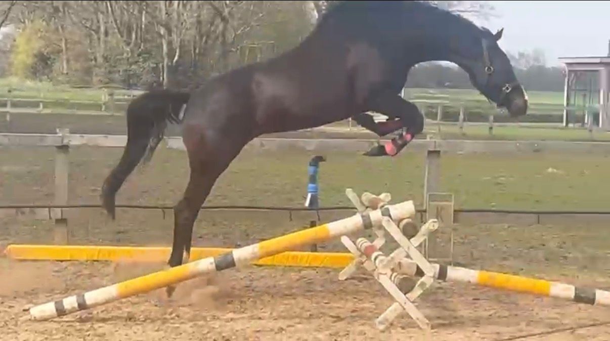 nrps allround-pony ruin 4 Jahre alt donkerbruin zu verkaufen - Foto 5