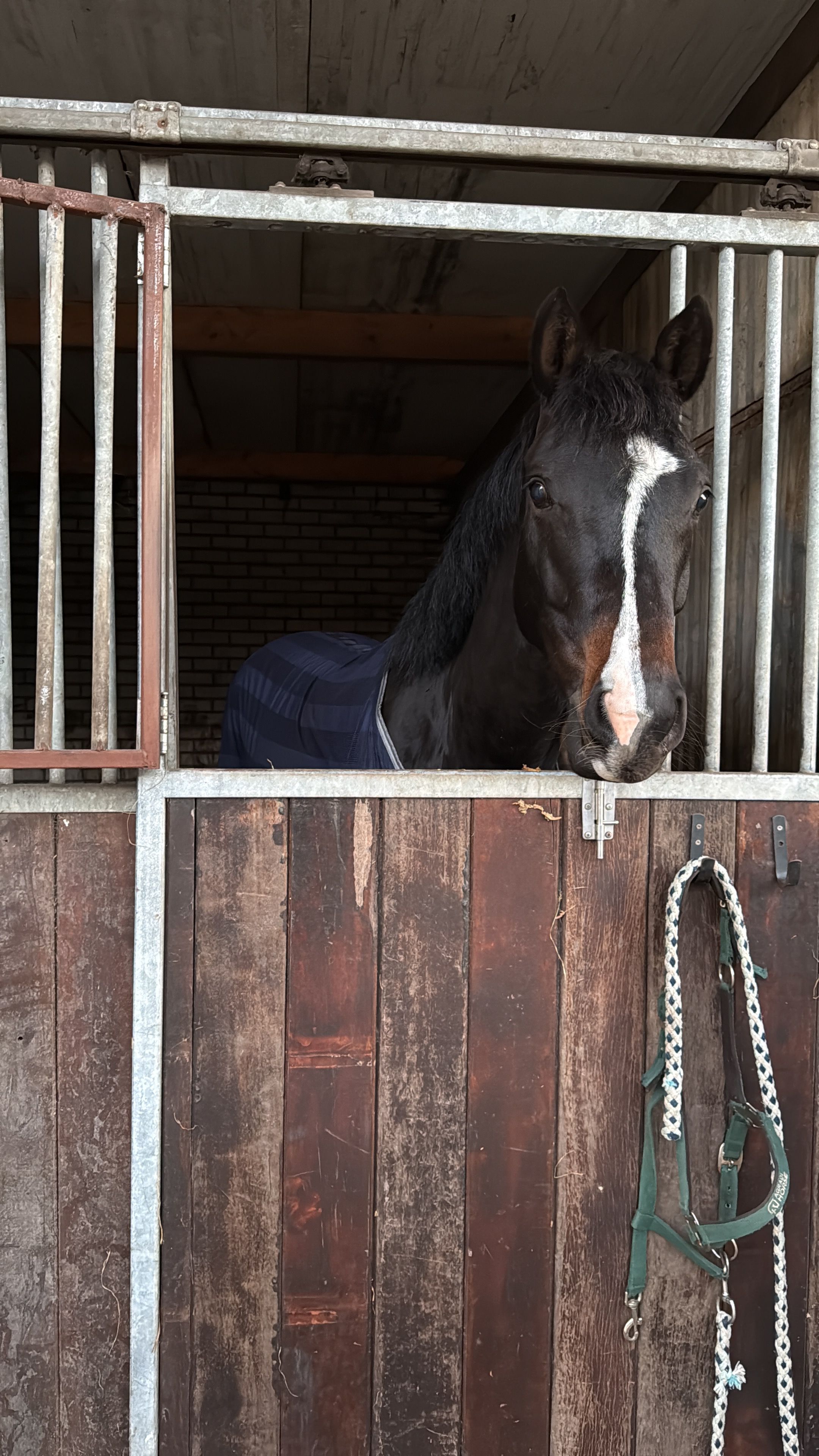 nrps allround-pony ruin 4 Jahre alt donkerbruin zu verkaufen - Foto 6