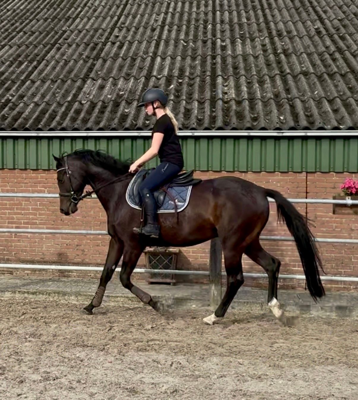 Hongre de 4 ans prometteur par Reitlands Bon Coeur B