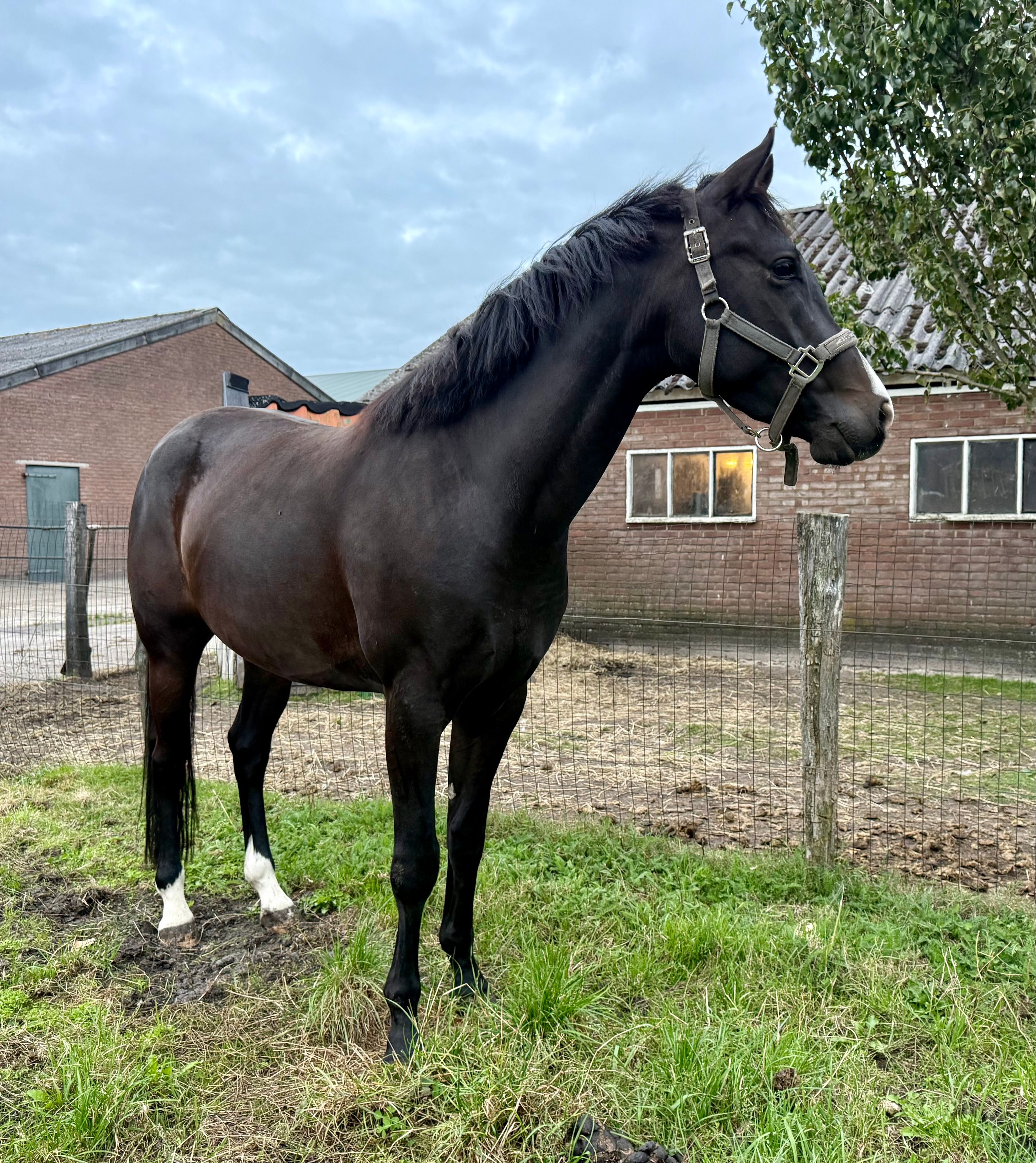 nrps allround-pony ruin 4 Jahre alt donkerbruin zu verkaufen - Foto 4