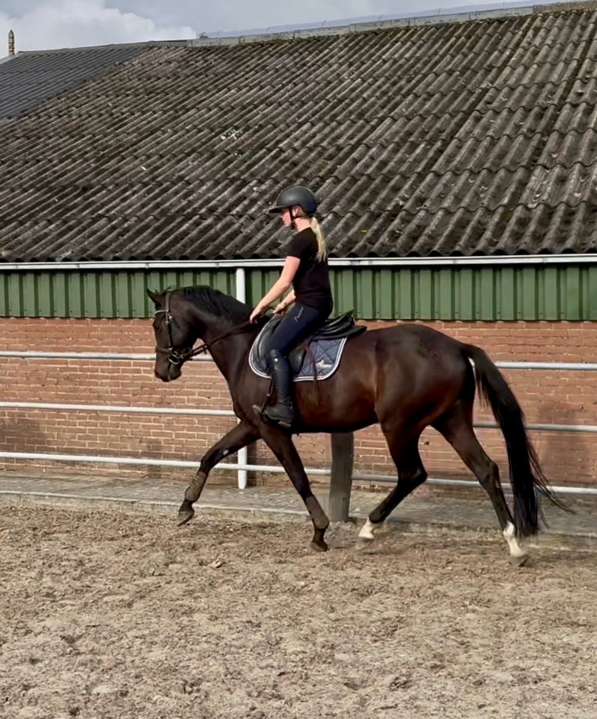 nrps allround-pony ruin 4 Jahre alt donkerbruin zu verkaufen - Foto 2