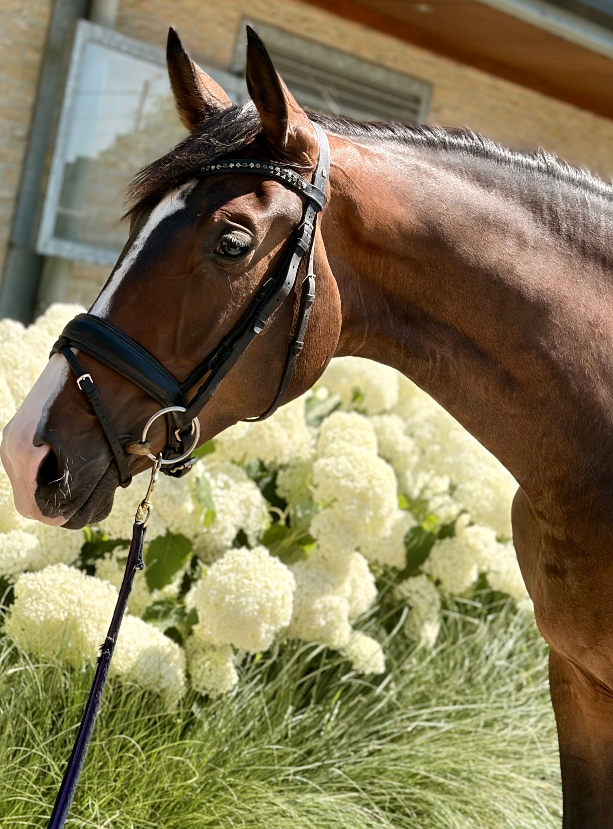 bwp dressuurpaard merrie 3 岁 donkerbruin 出售 - 照片 2