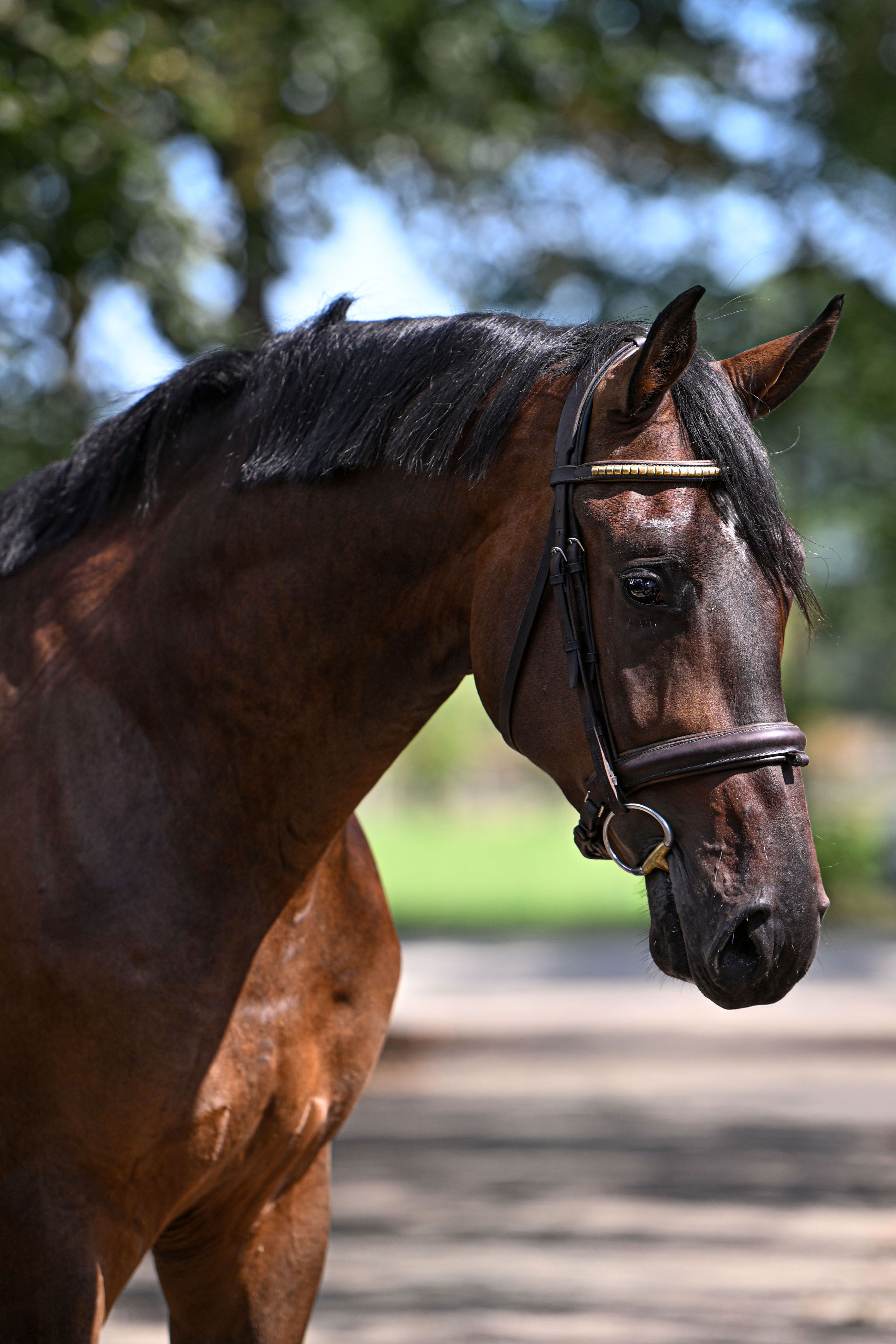 Valioso cavalo capão montado de 3 anos à venda