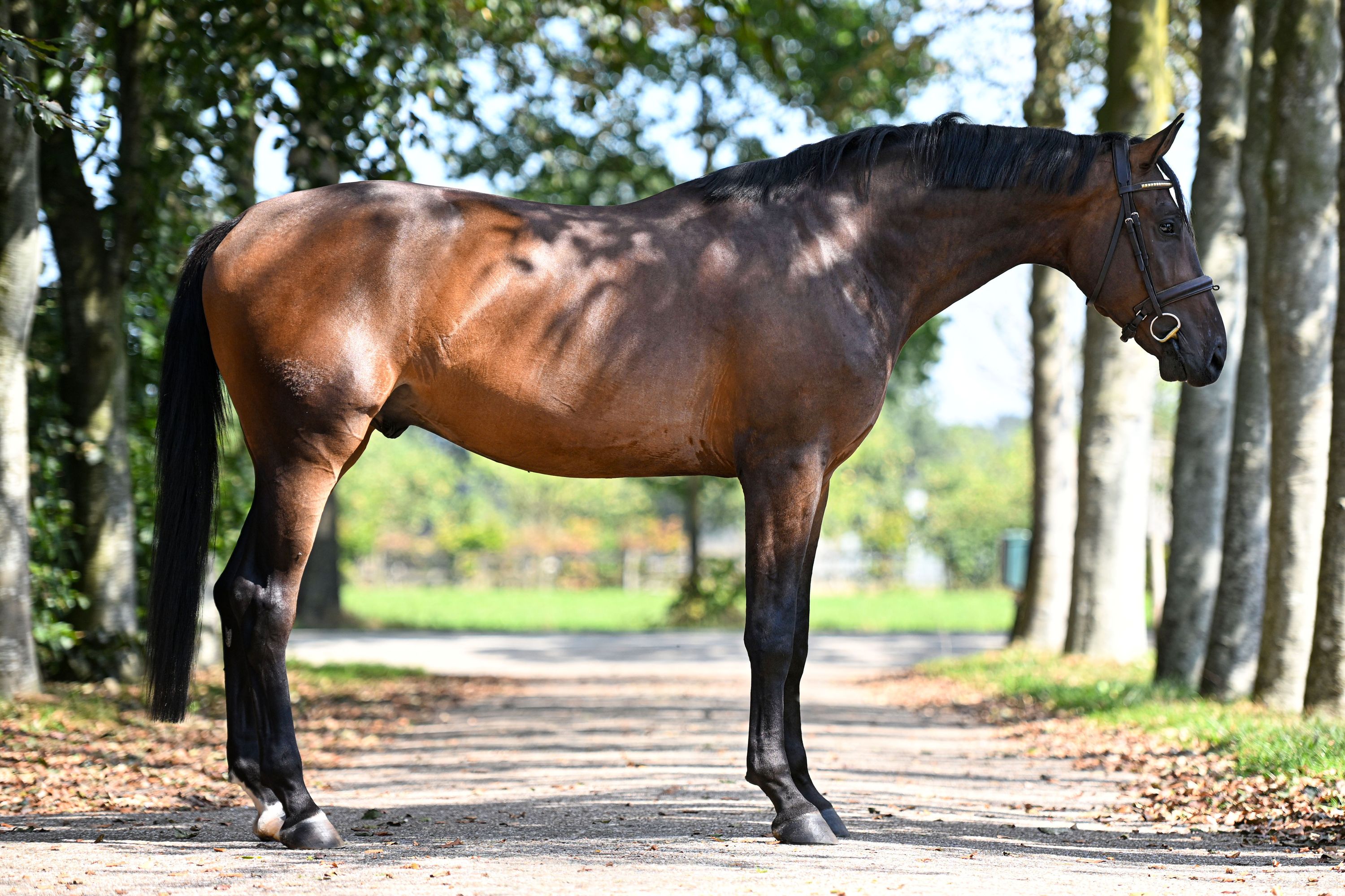 oldenburg springpaard ruin 3 anos donkerbruin à venda - Foto 3