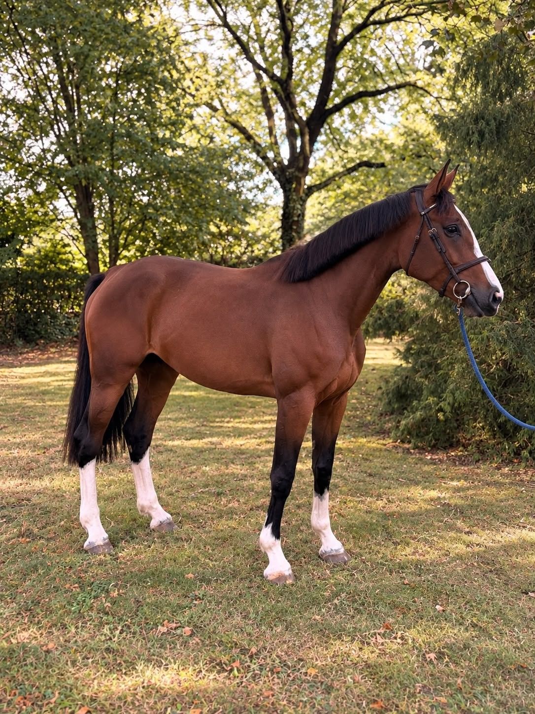 zangersheide springpaard merrie 4 anos donkerbruin à venda - Foto 2