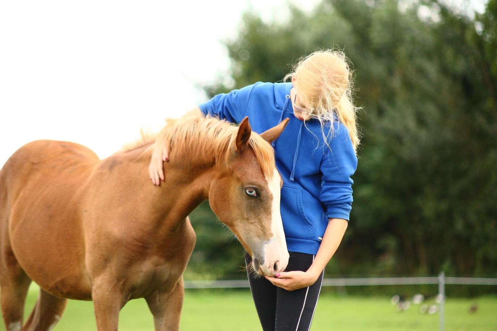 nrps allround-pony merrie 3 歳 vos 売り出し中 - 写真 3