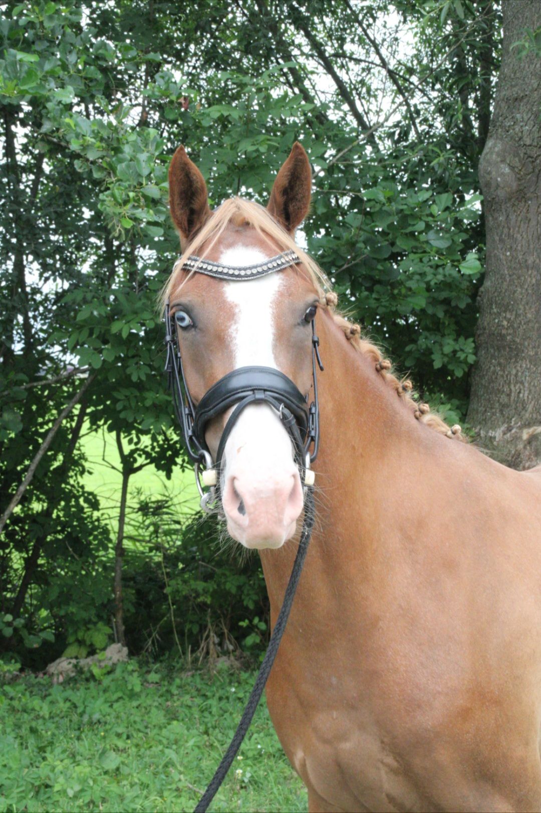 nrps allround-pony merrie 3 歳 vos 売り出し中 - 写真 2