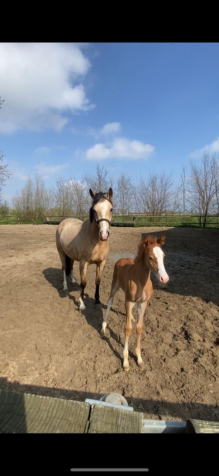 nrps allround-pony merrie 3 歳 vos 売り出し中 - 写真 4