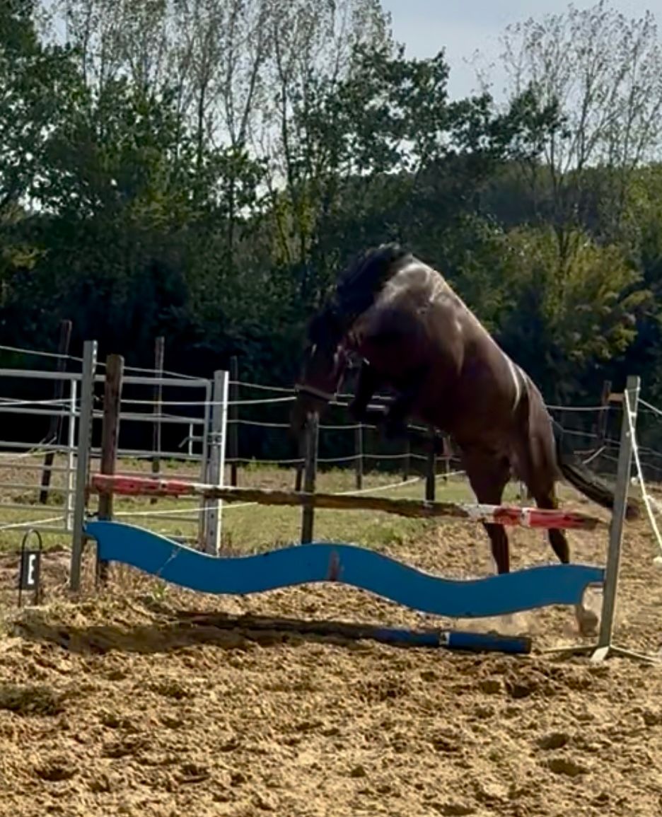 bwp allround-pony ruin 3 jaar zwart te koop - Foto 4