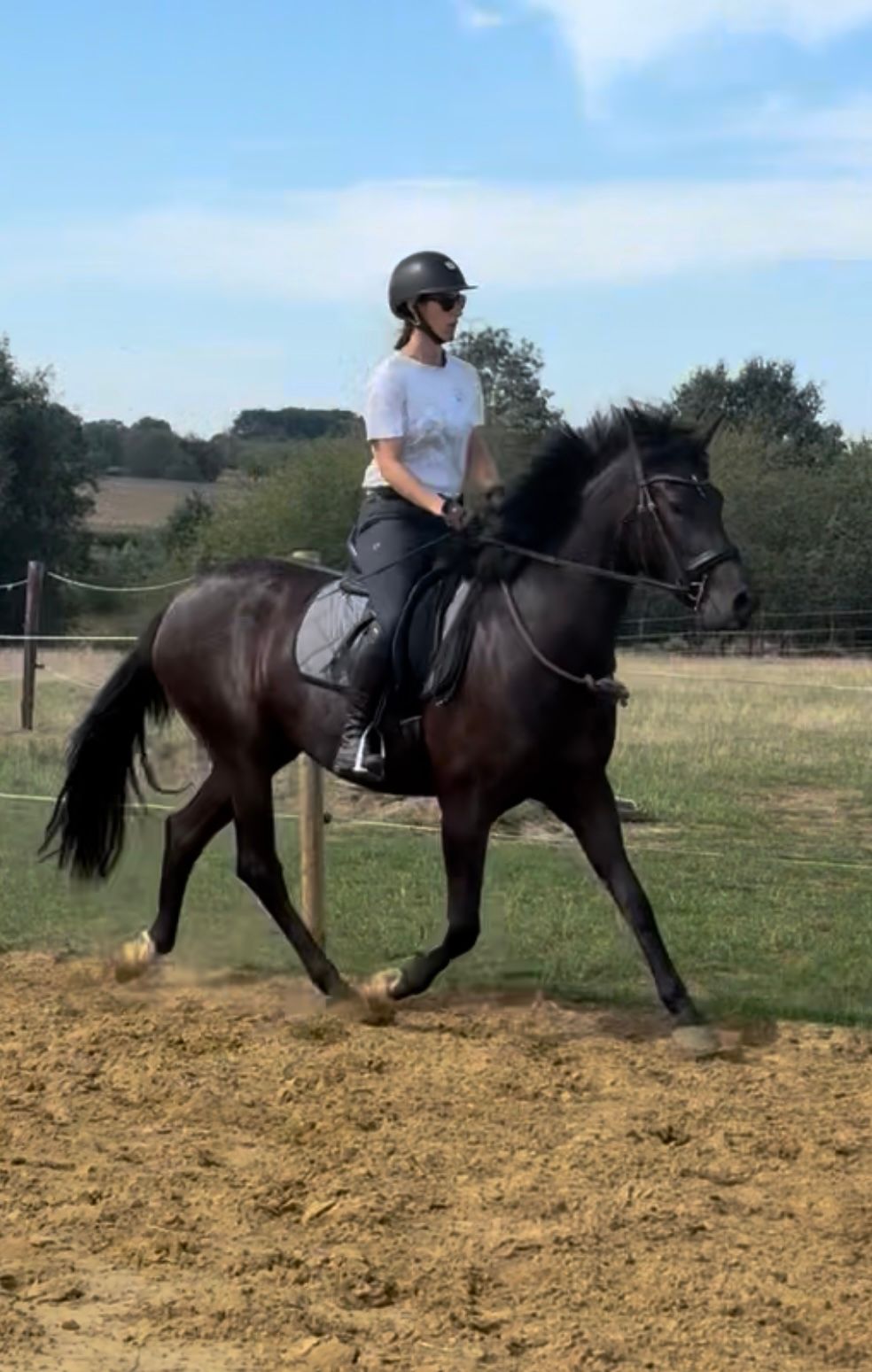 bwp allround-pony ruin 3 jaar zwart te koop - Foto 5
