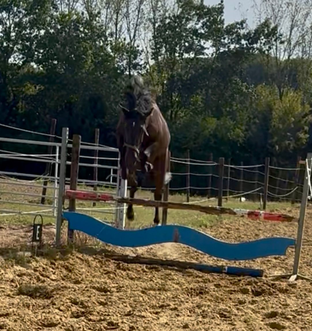 bwp allround-pony ruin 3 jaar zwart te koop - Foto 3