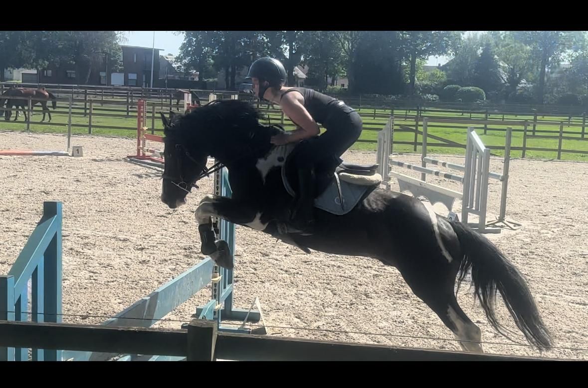 sbs springpony hengst 3 jaar andere-kleur te koop - Foto 5