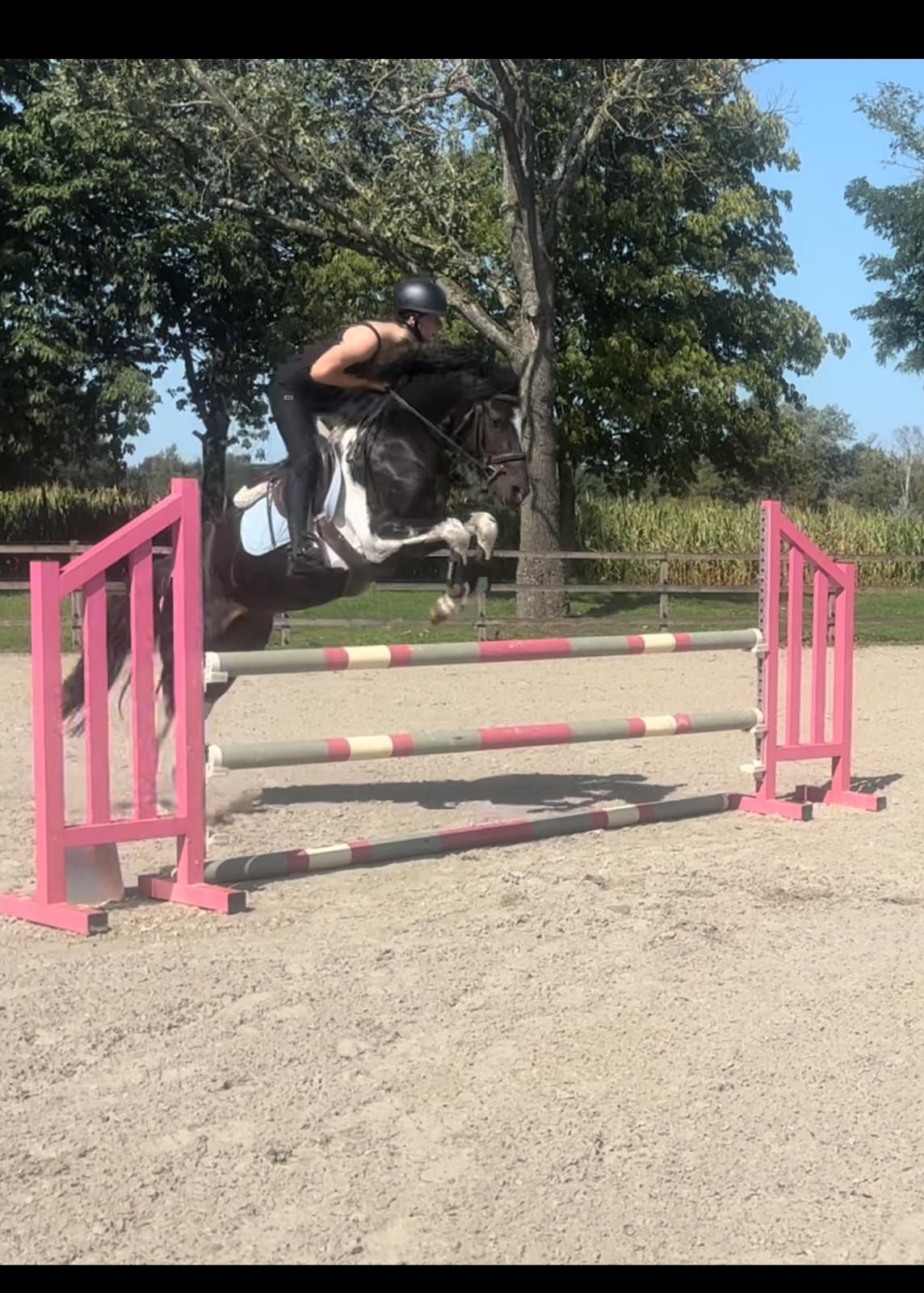 sbs springpony hengst 3 jaar andere-kleur te koop - Foto 6
