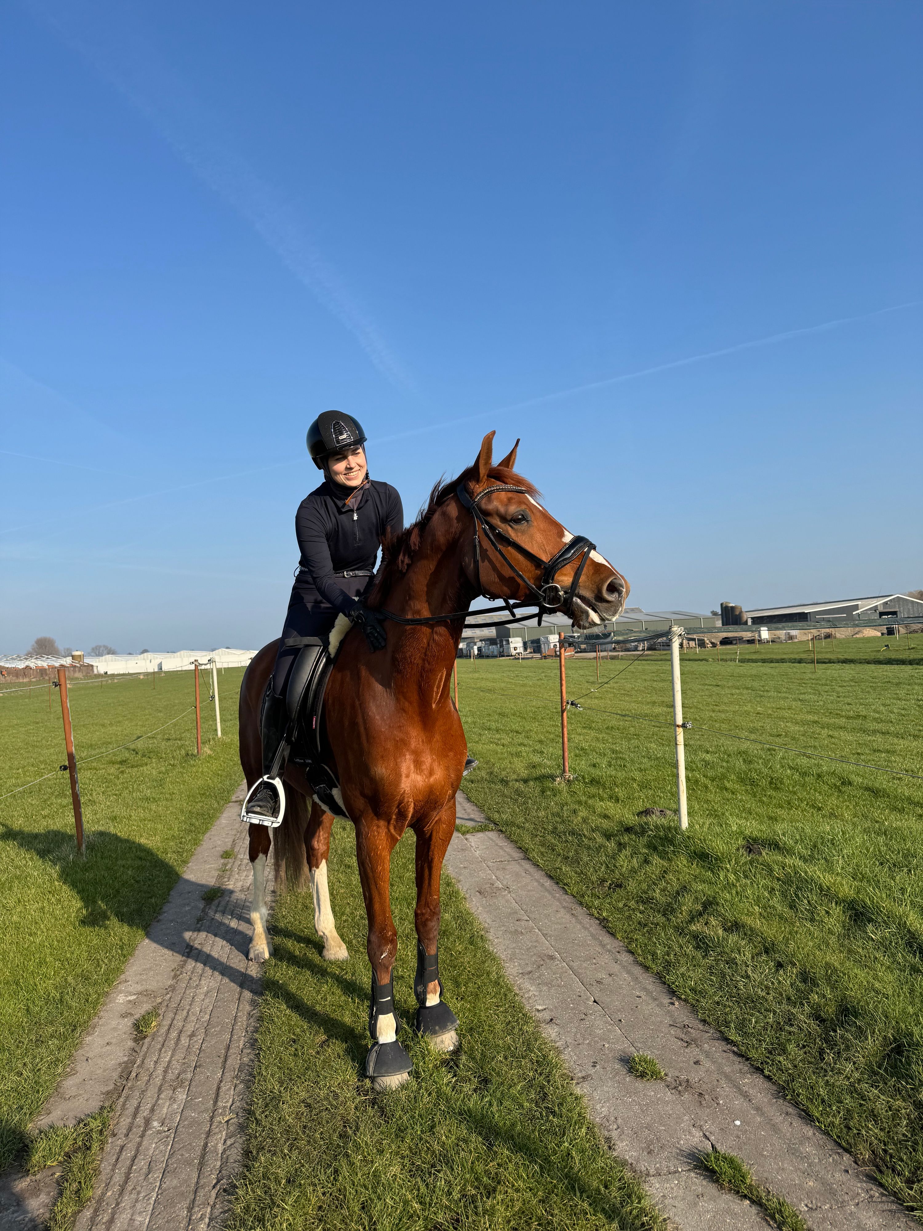 kwpn dressuurpaard ruin 8 anos vos à venda - Foto 3