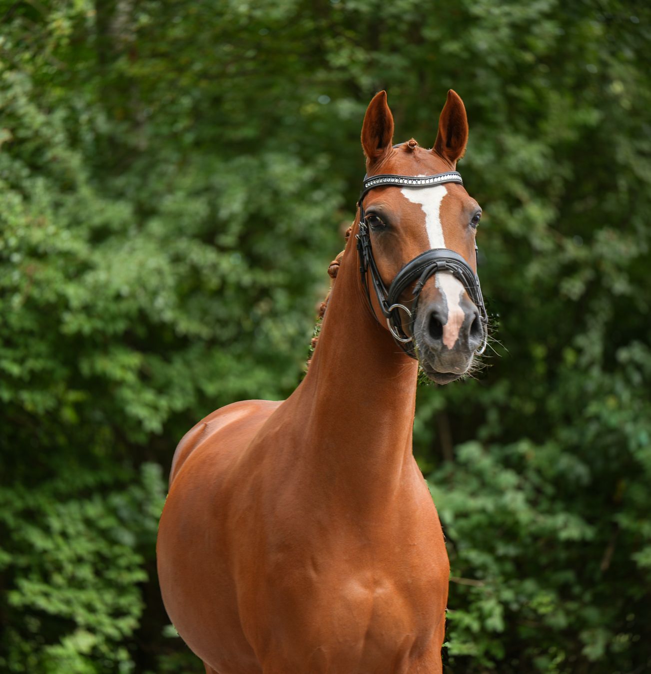 Traumhafte, Bewegungsstarke Ponystute zu verkaufen