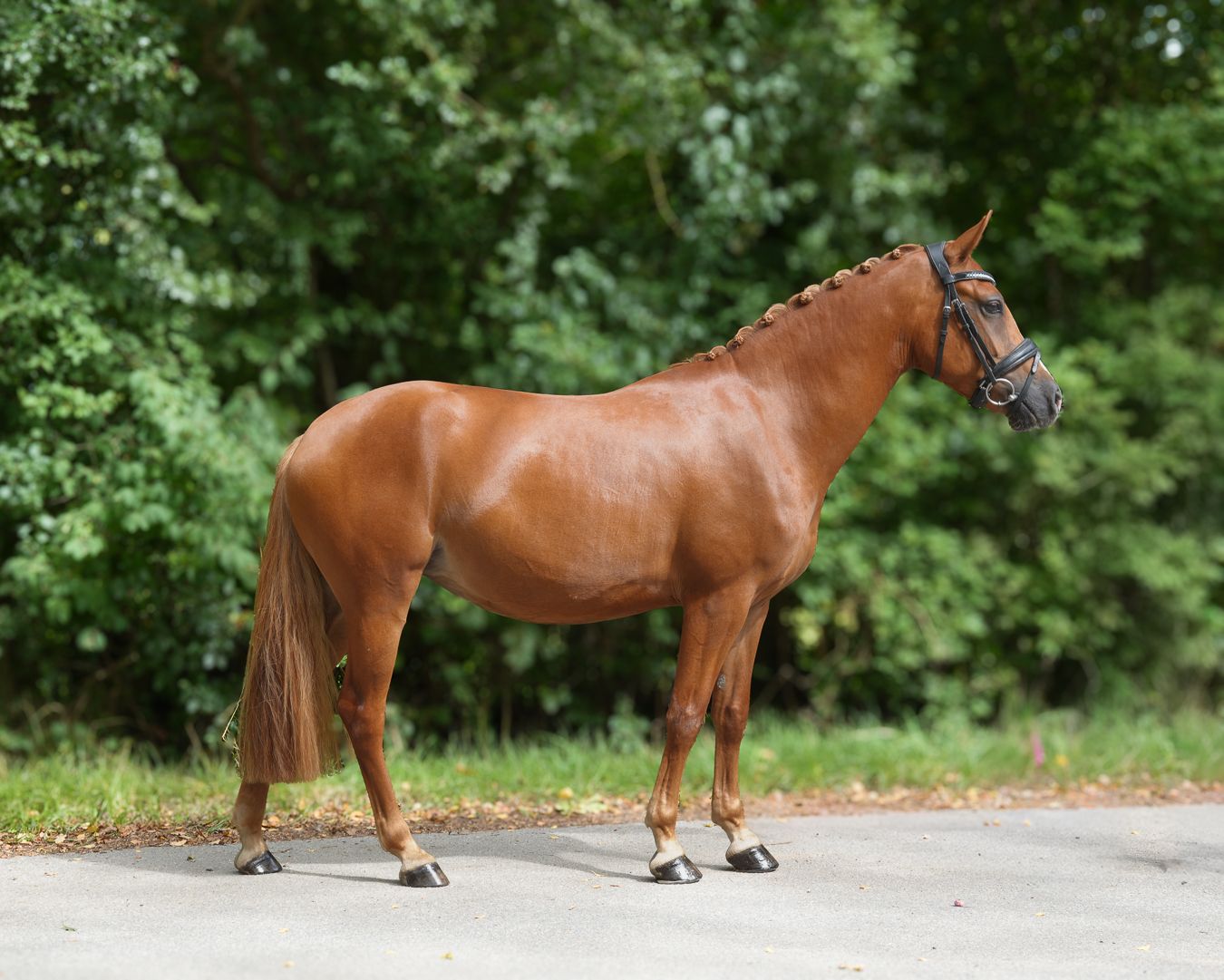 westfalen dressuurpony merrie 3 Jahre alt vos zu verkaufen - Foto 2