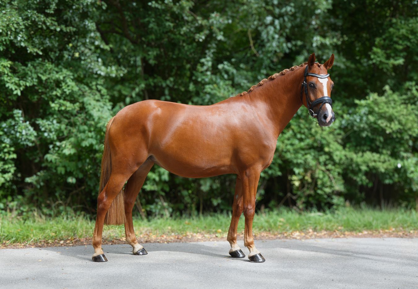 westfalen dressuurpony merrie 3 Jahre alt vos zu verkaufen - Foto 3