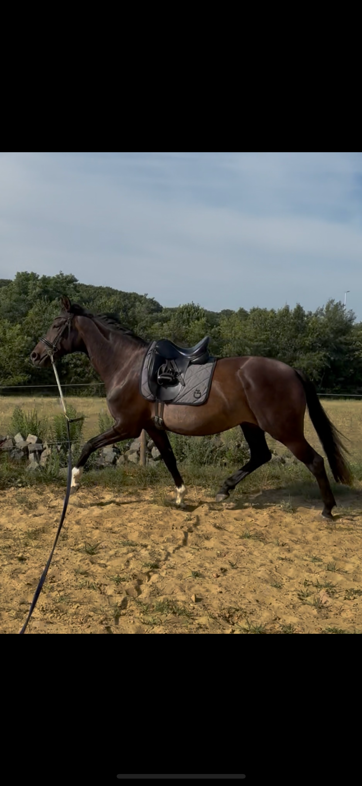 bwp dressuurpaard merrie 3 years old donkerbruin for sale - Photo 2