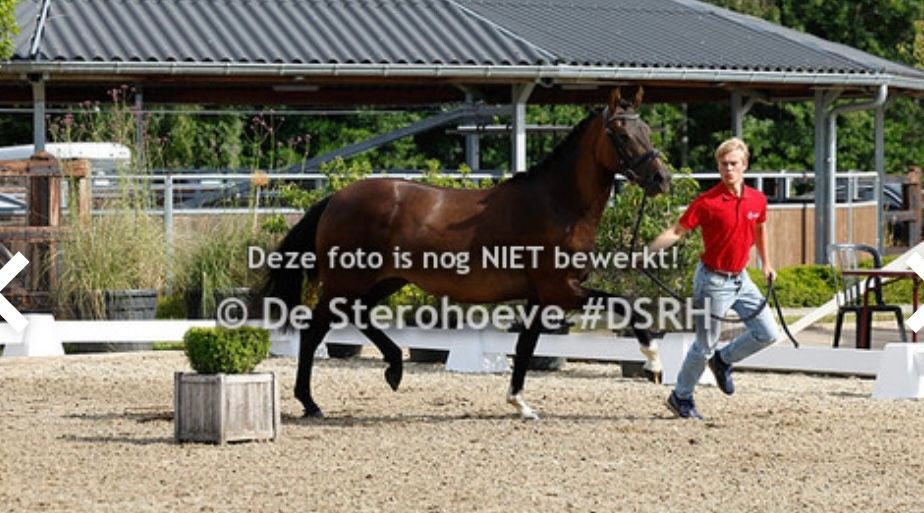 ✨ ATHENA | 3-jarige merrie | Kwaliteit, karakter & toekomstperspectief✨