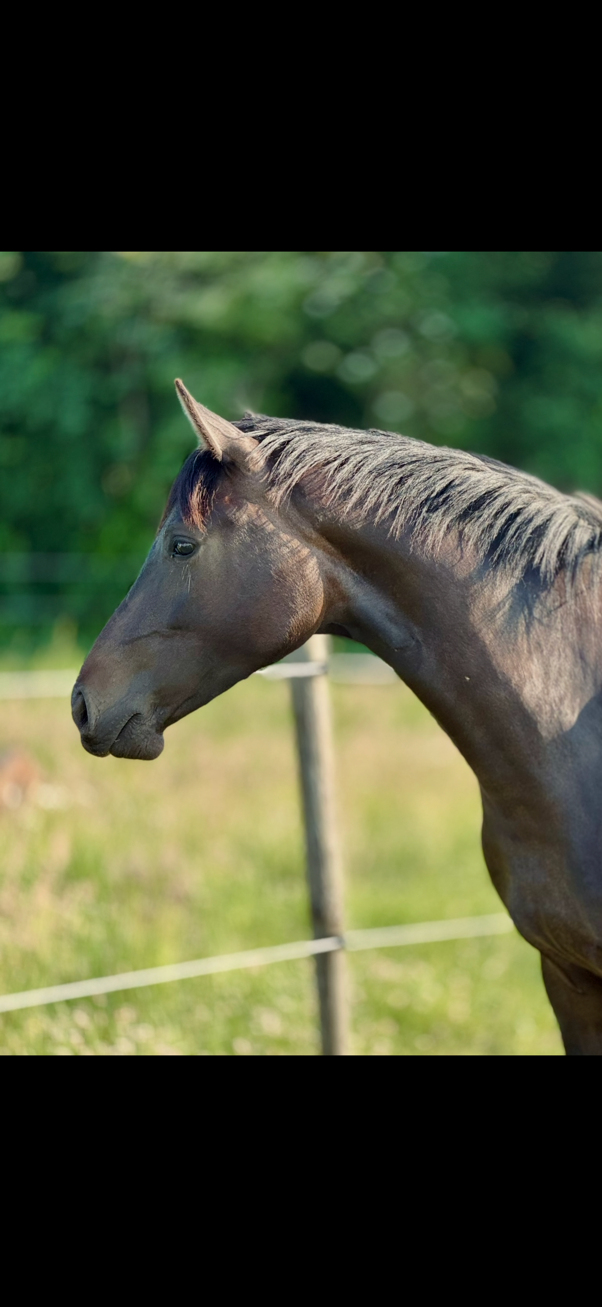 bwp dressuurpaard merrie 3 years old donkerbruin for sale - Photo 4