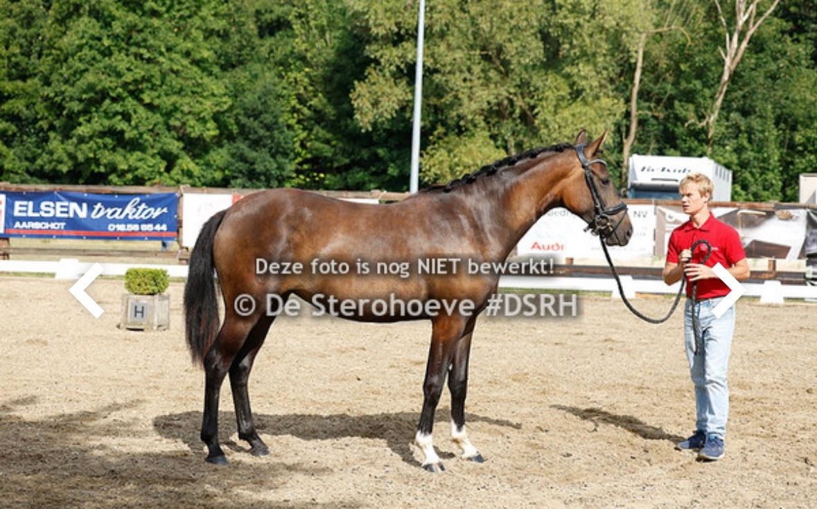 bwp dressuurpaard merrie 3 years old donkerbruin for sale - Photo 3