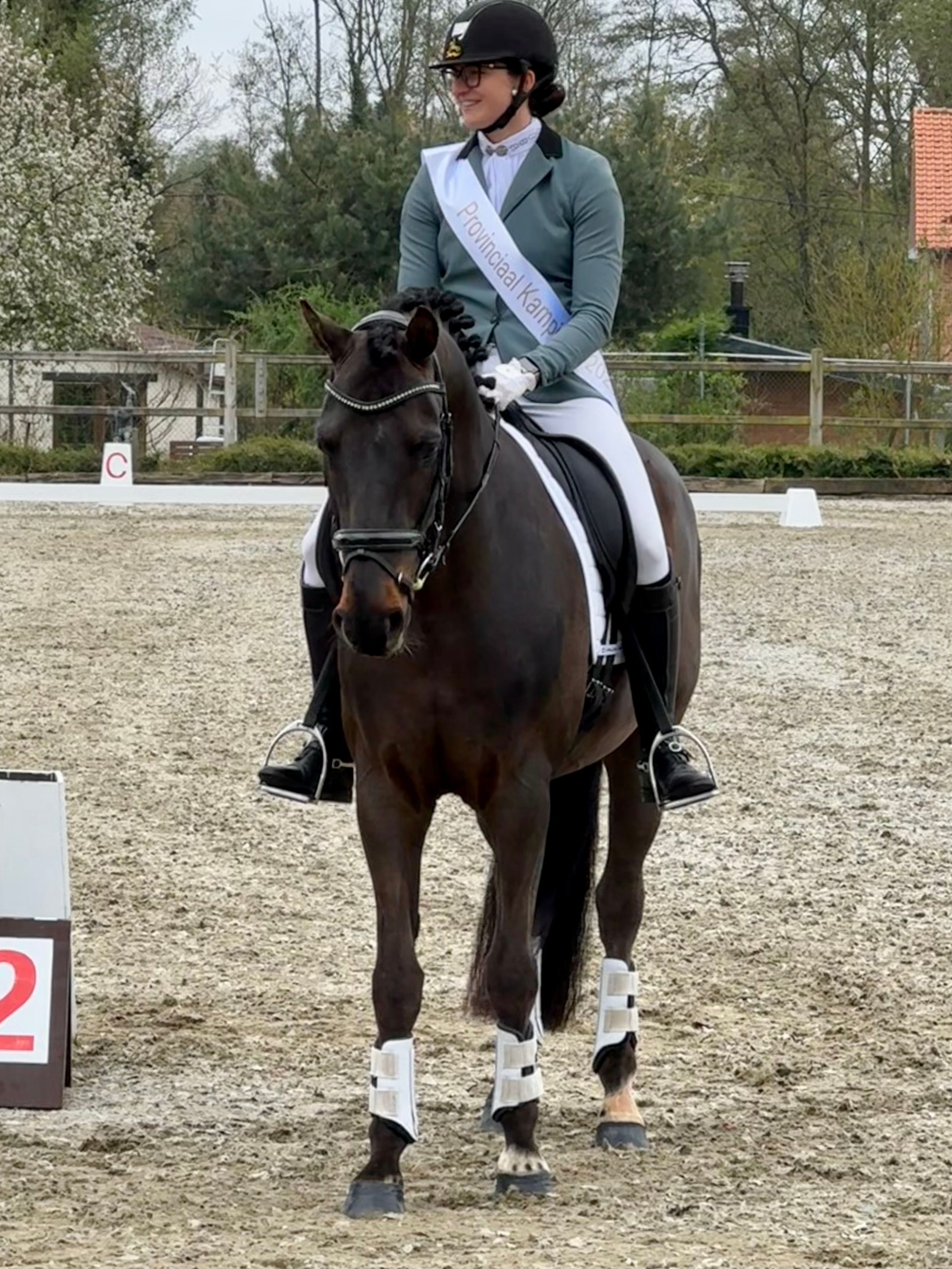 bwp dressuurpaard ruin 9 years old donkerbruin for sale - Photo 2