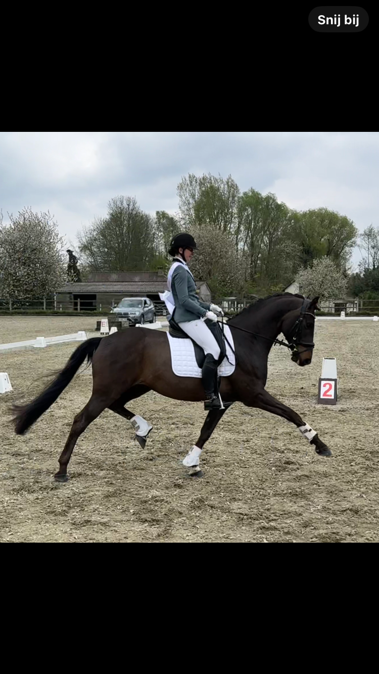 bwp dressuurpaard ruin 9 years old donkerbruin for sale - Photo 3
