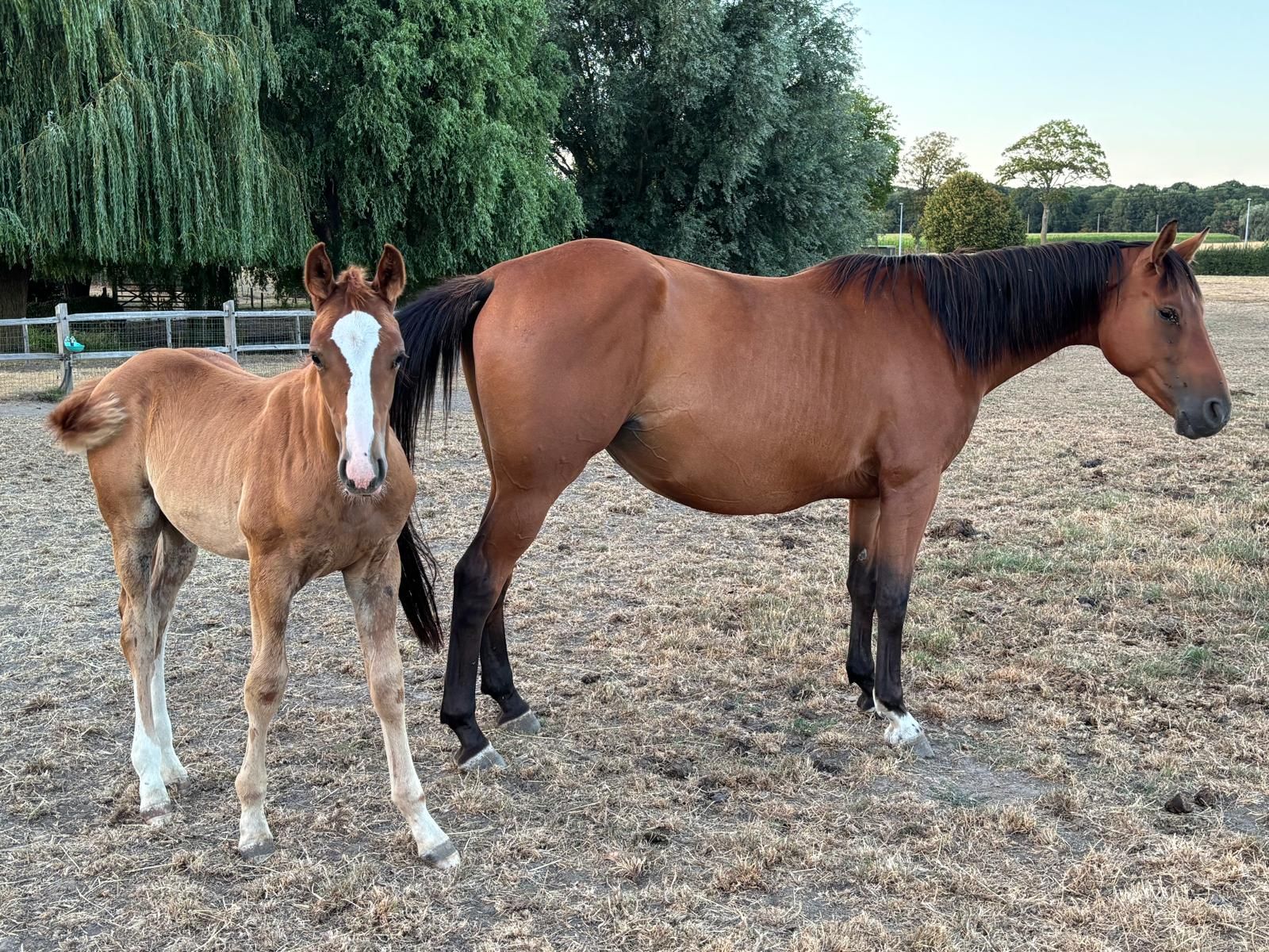 Chic colt by Viento De Muze
