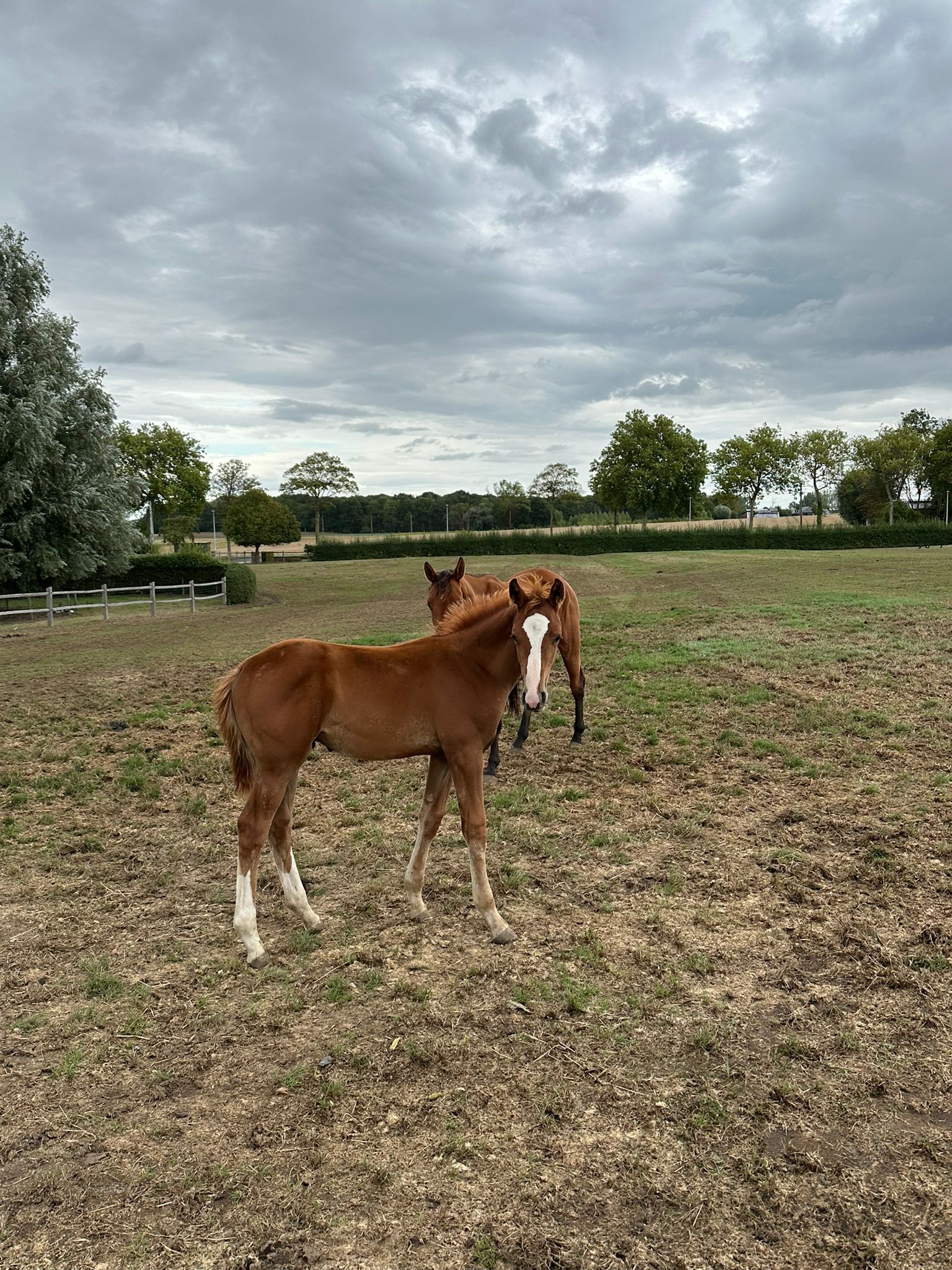bwp springpaard hengst 0 years old vos for sale - Photo 5