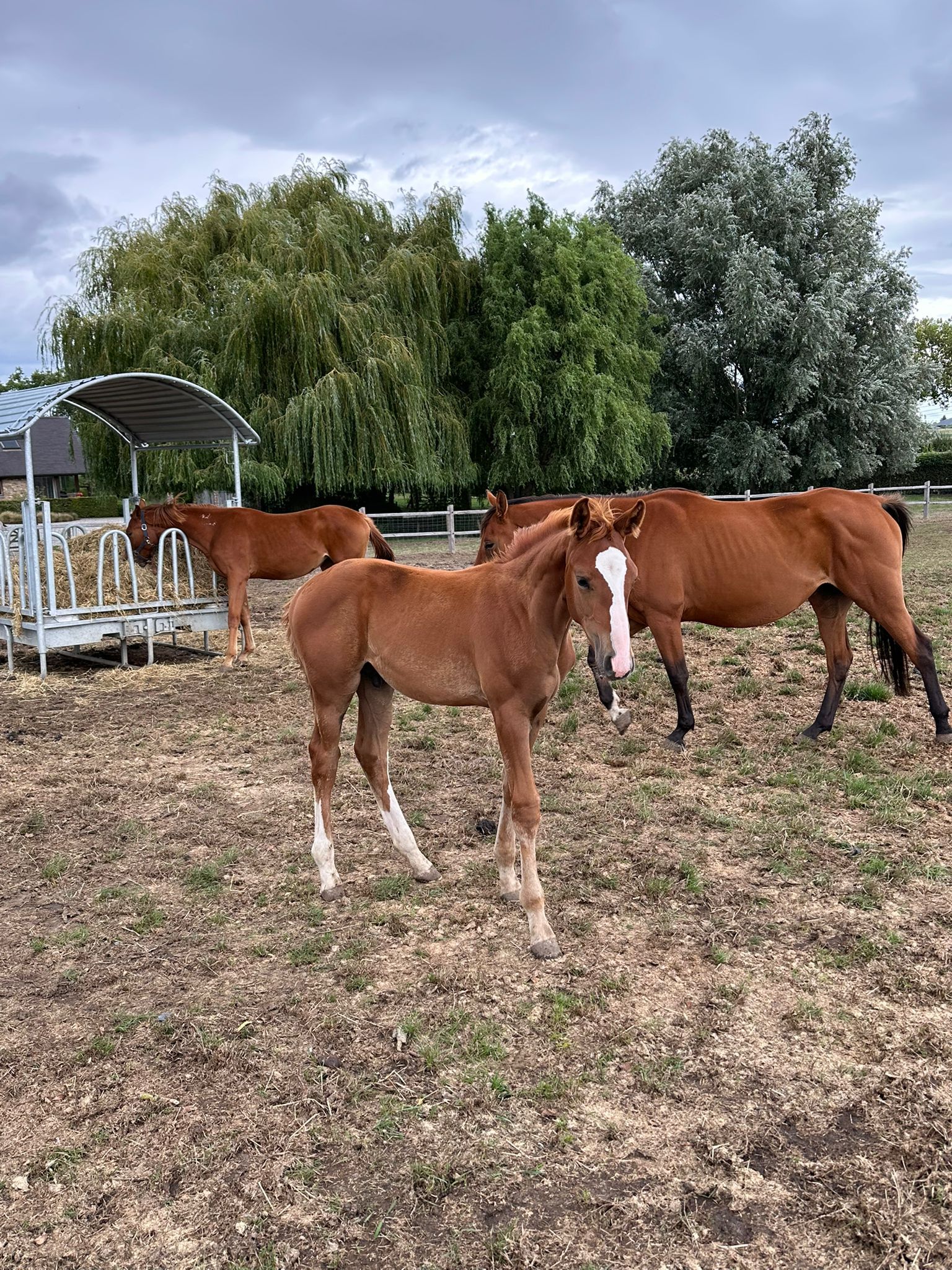 bwp springpaard hengst 0 years old vos for sale - Photo 2