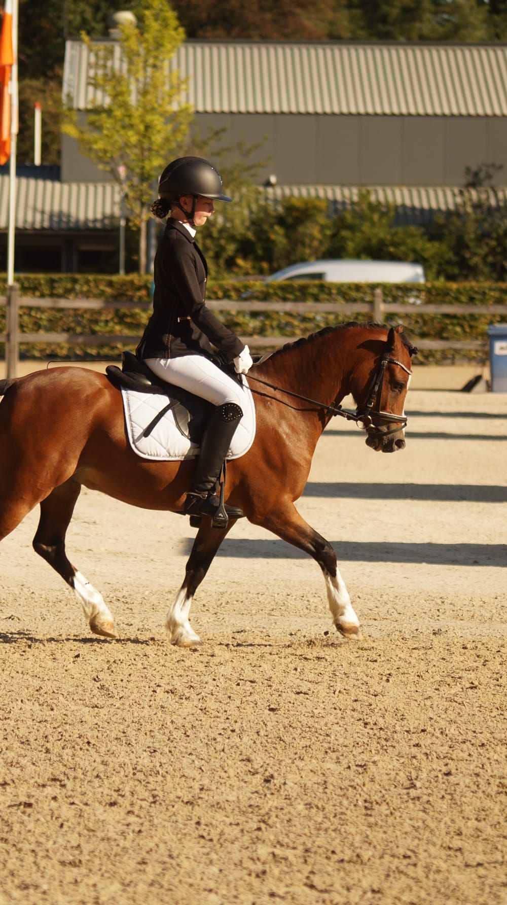Leuke 6 jarige allround B pony