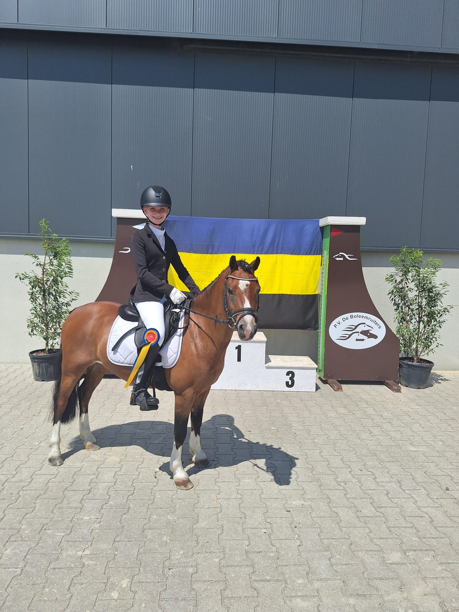 welsh allround-pony ruin 6 سنوات bruin للبيع - صورة 6