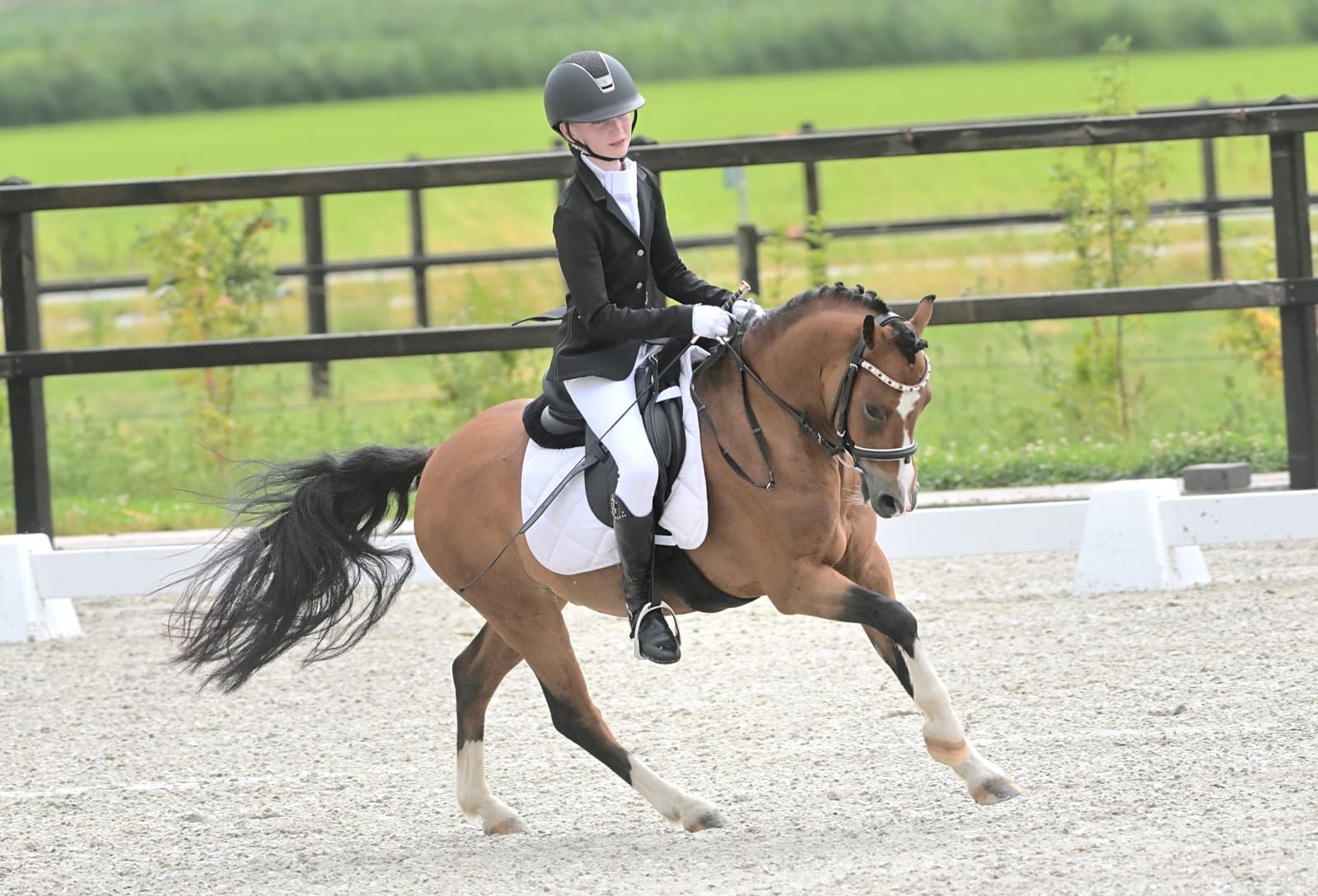 Nettes 6-jähriges Allround-B-Pony