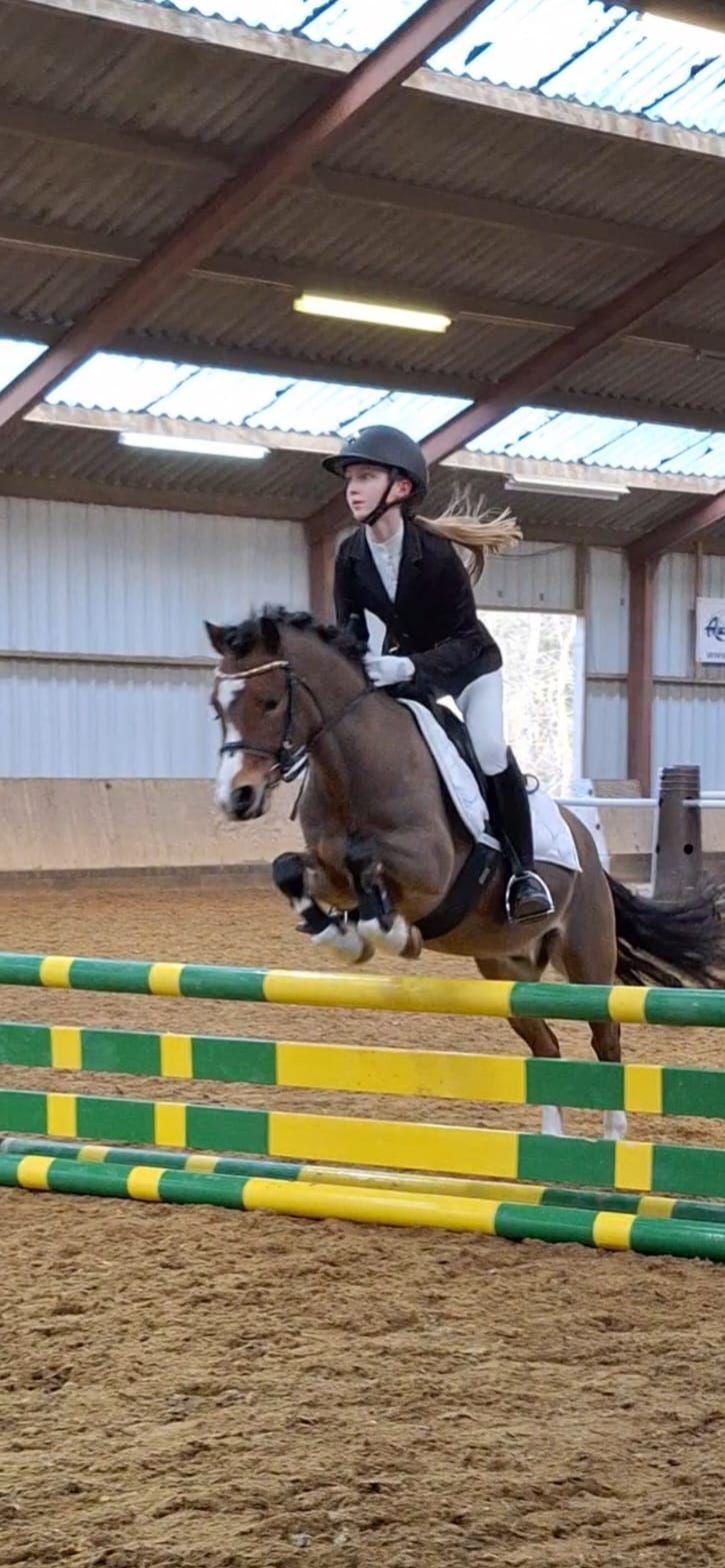 welsh allround-pony ruin 6 سنوات bruin للبيع - صورة 5