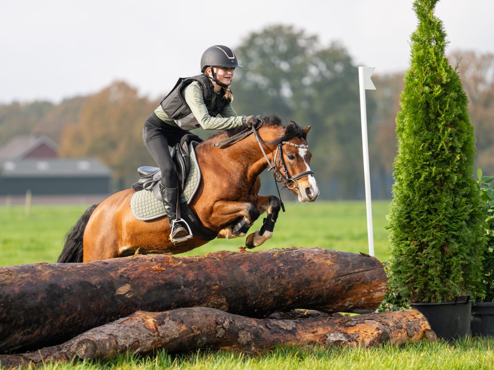 welsh allround-pony ruin 6 سنوات bruin للبيع - صورة 4