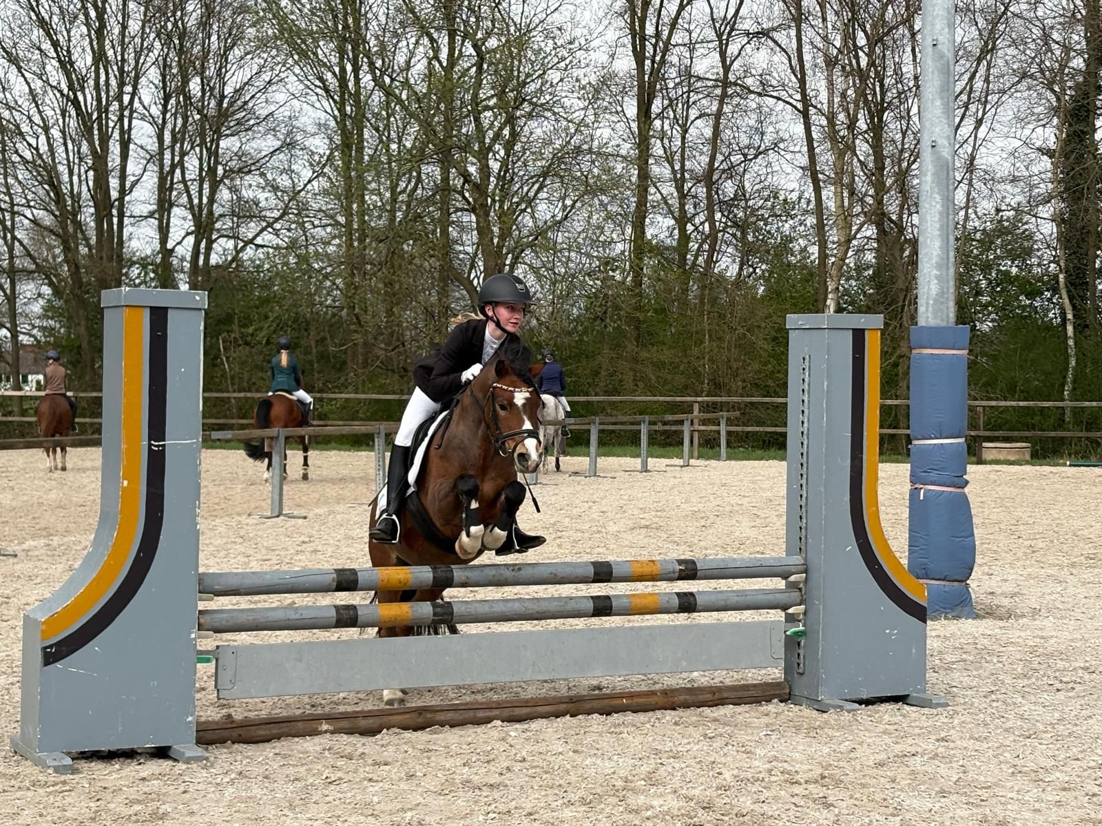 welsh allround-pony ruin 6 سنوات bruin للبيع - صورة 2