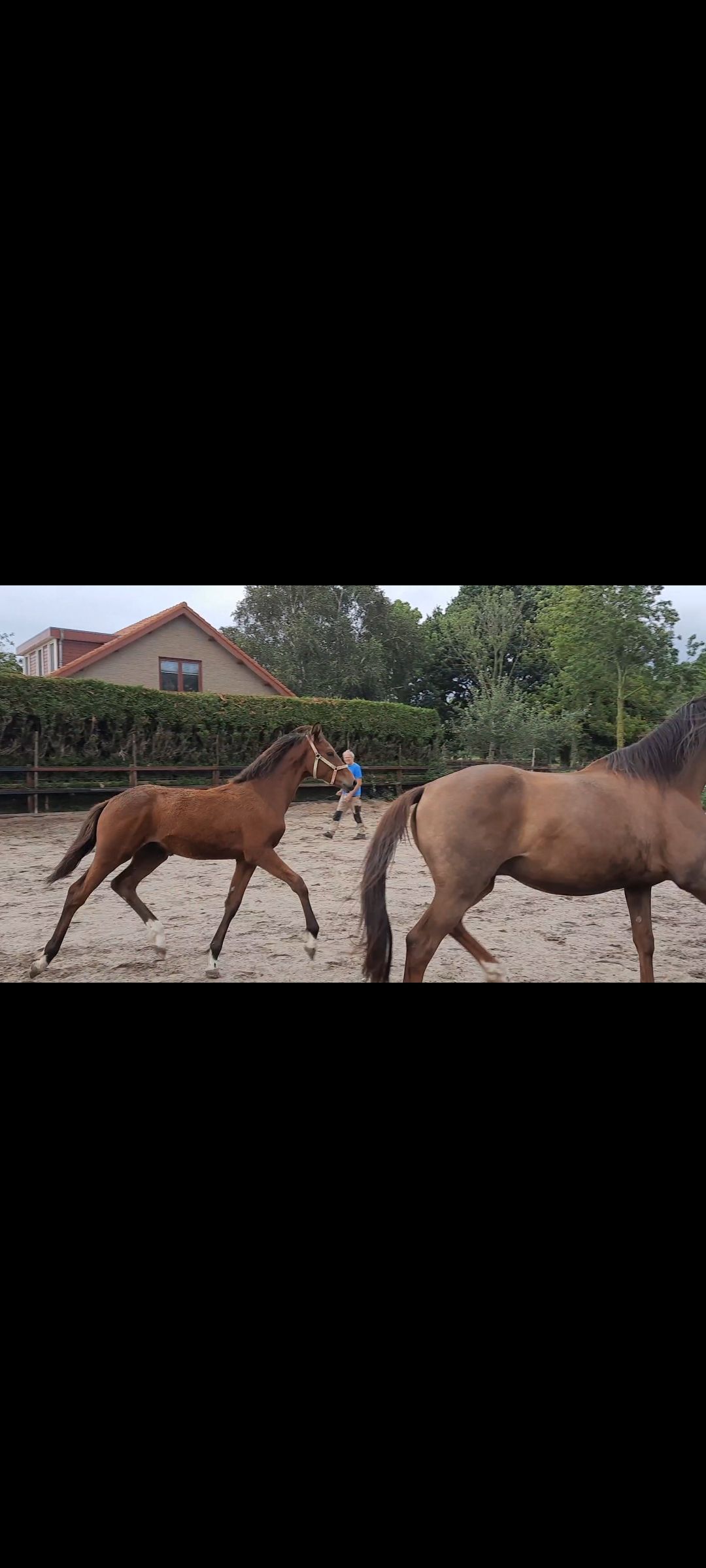 kwpn dressuurpaard hengst 0 anos bruin à venda - Foto 2