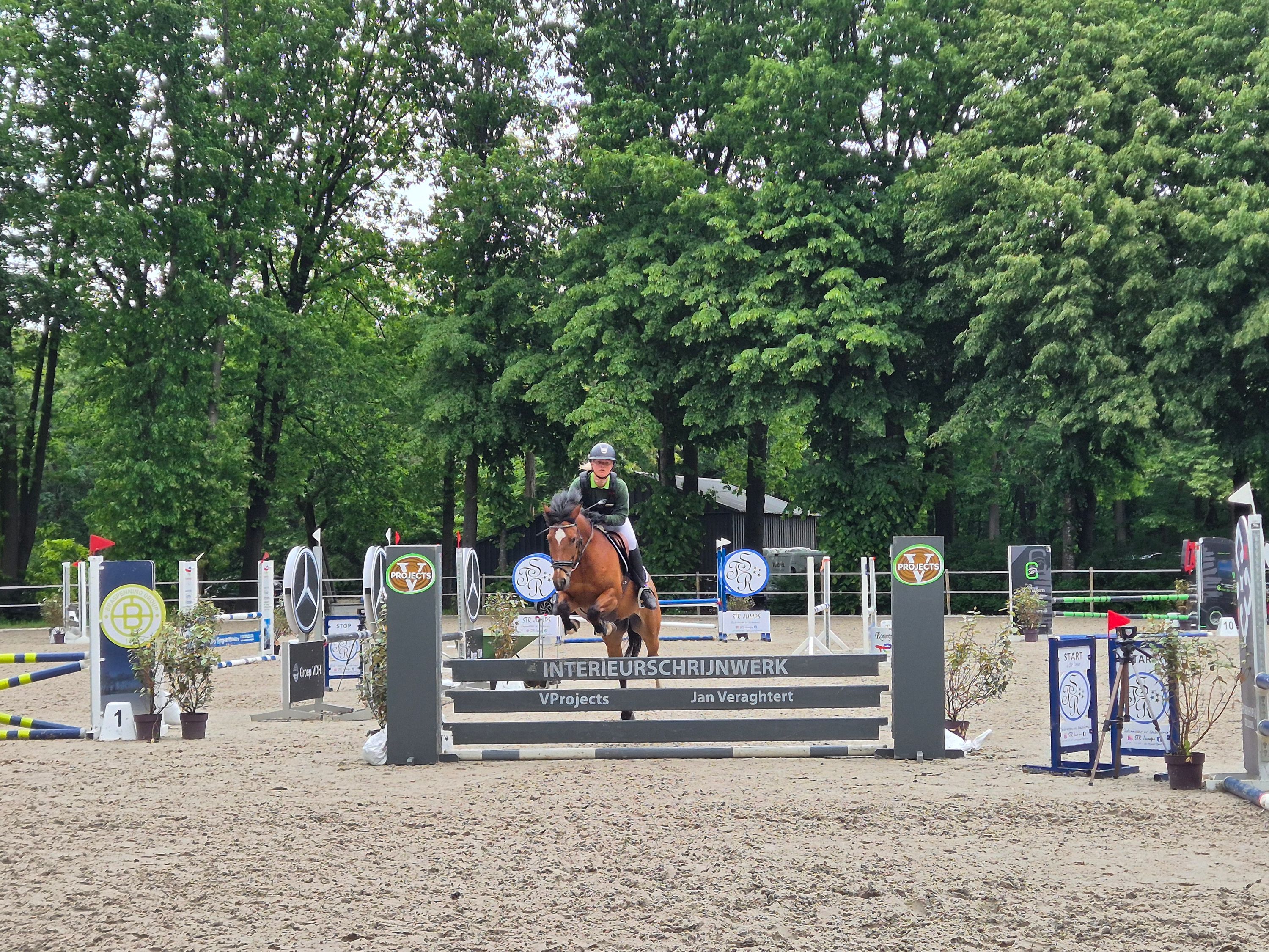 new-forest allround-pony ruin 10 år bruin til salg - Foto 4