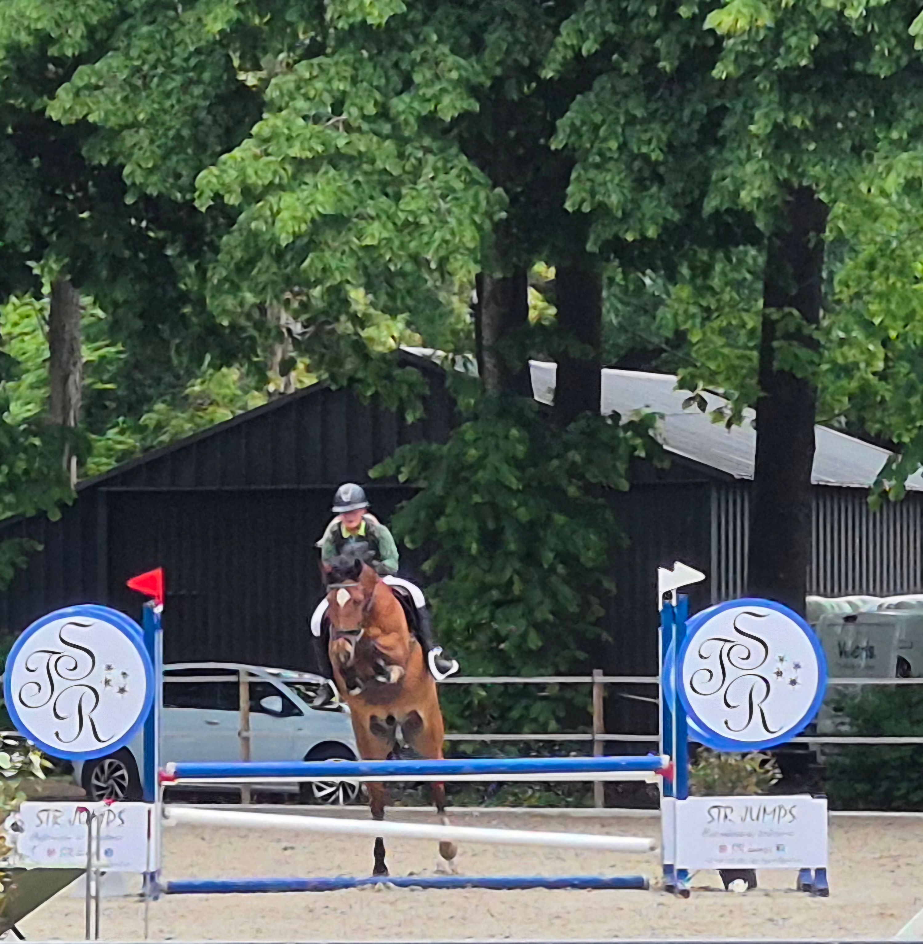 new-forest allround-pony ruin 10 år bruin til salg - Foto 5