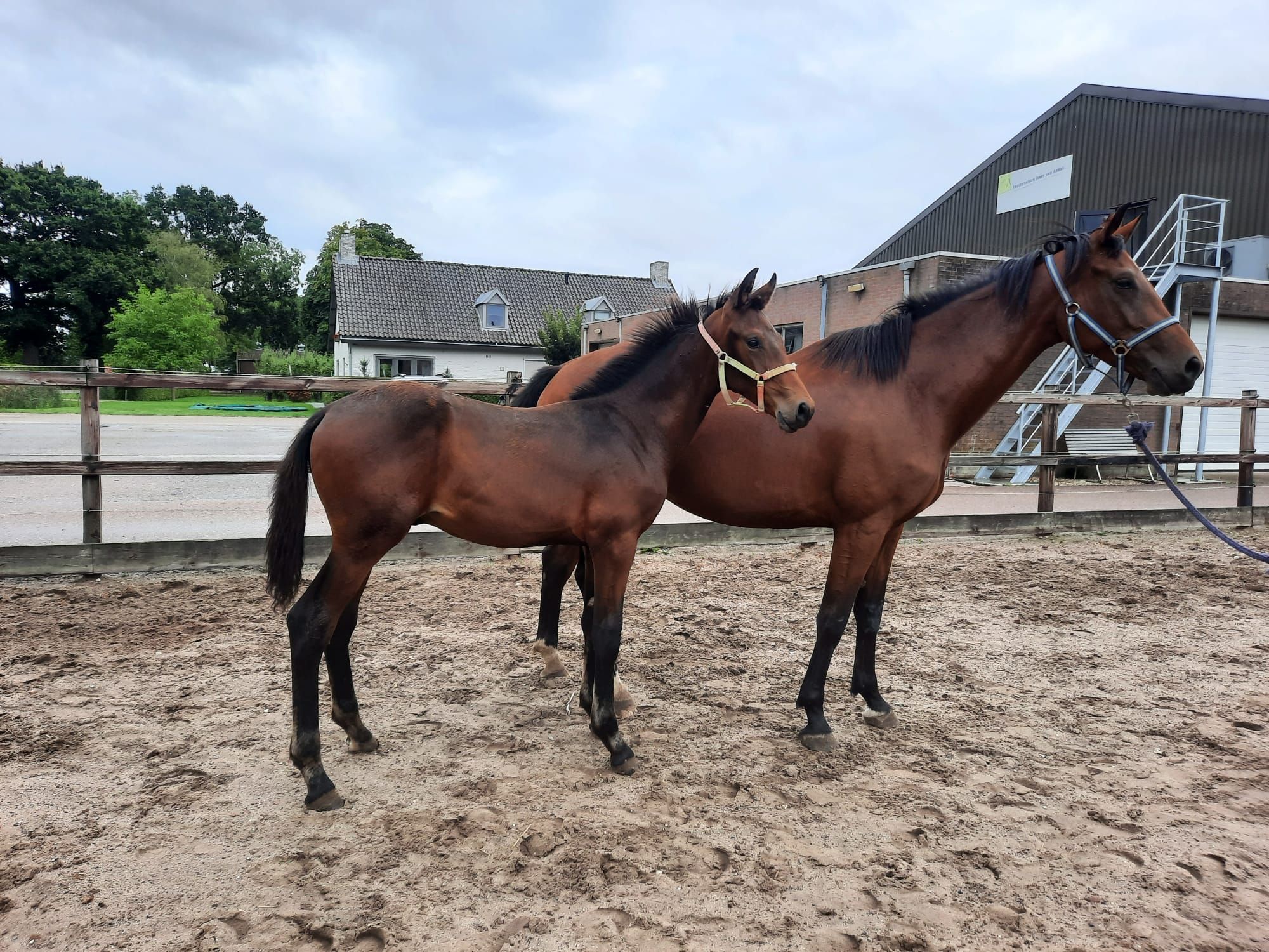 Wilson, hengstveulen met potentie 9-4-2026